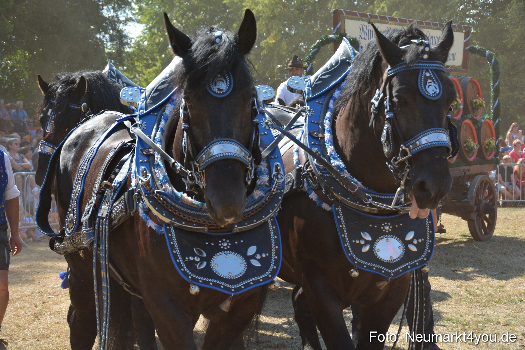 Pferde und Fohlenschau JURA Volksfest 2018 0344