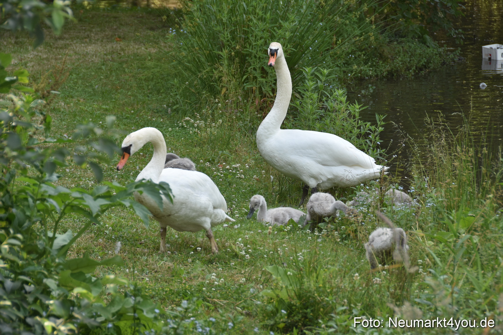 Altstadtfest Neumarkt 2019 0309