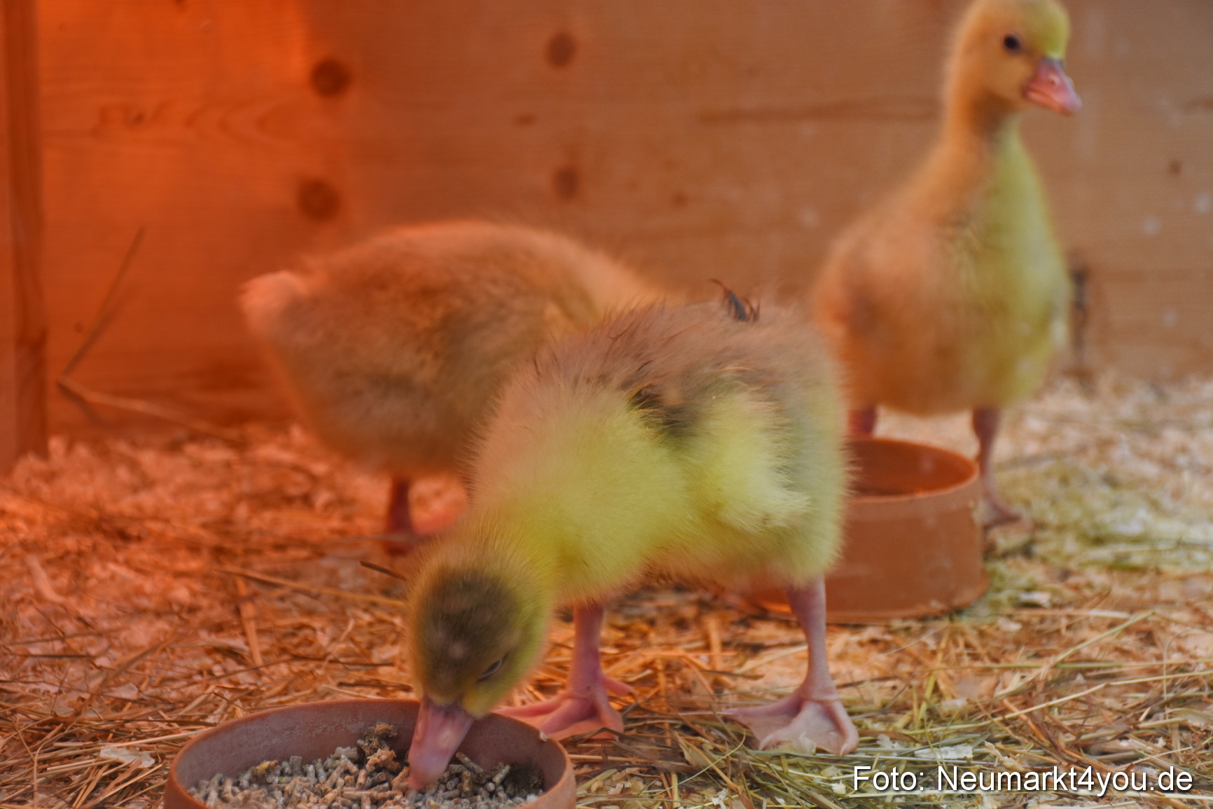 Fruehlingsfest Neumarkt 2019 0289