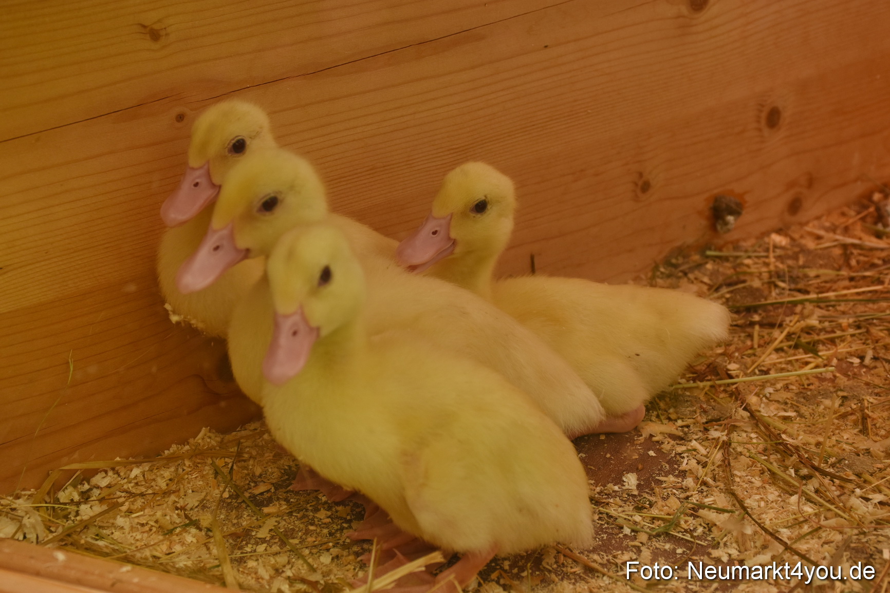 Fruehlingsfest Neumarkt 2019 0291