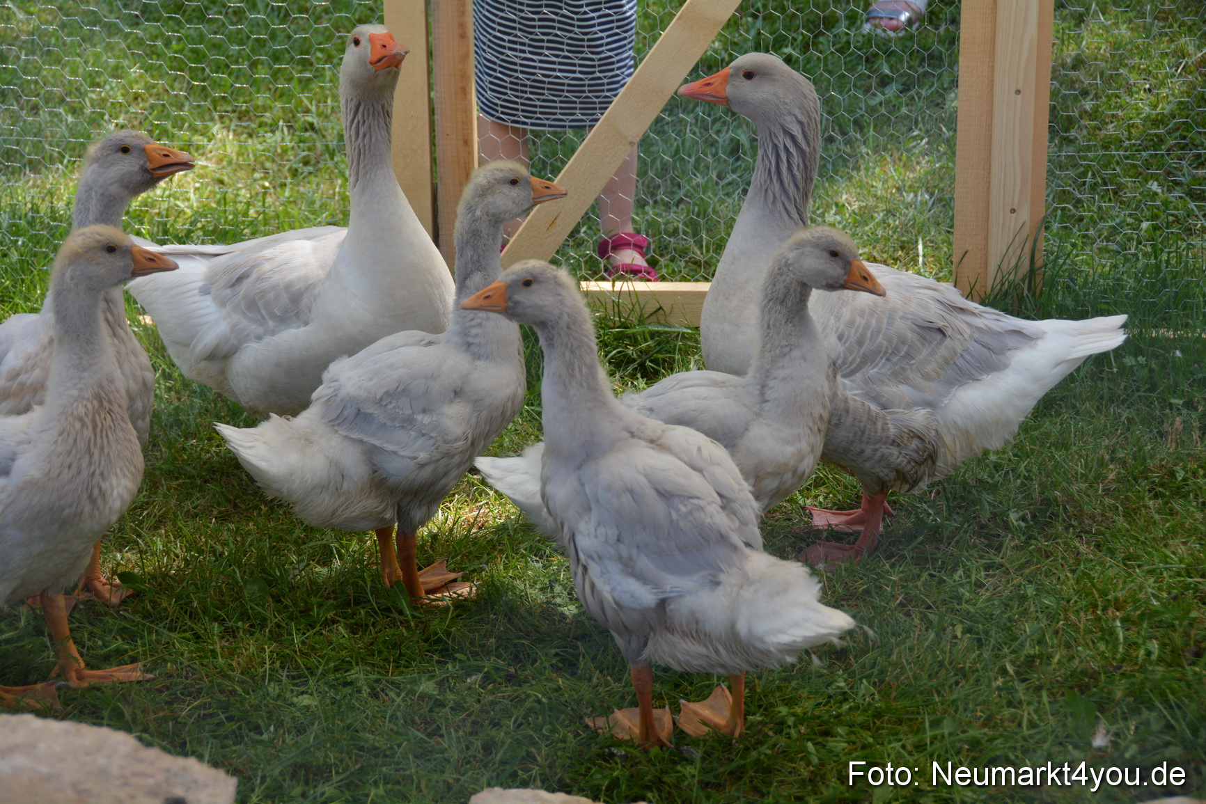 Fruehlingsfest Neumarkt 2019 0293