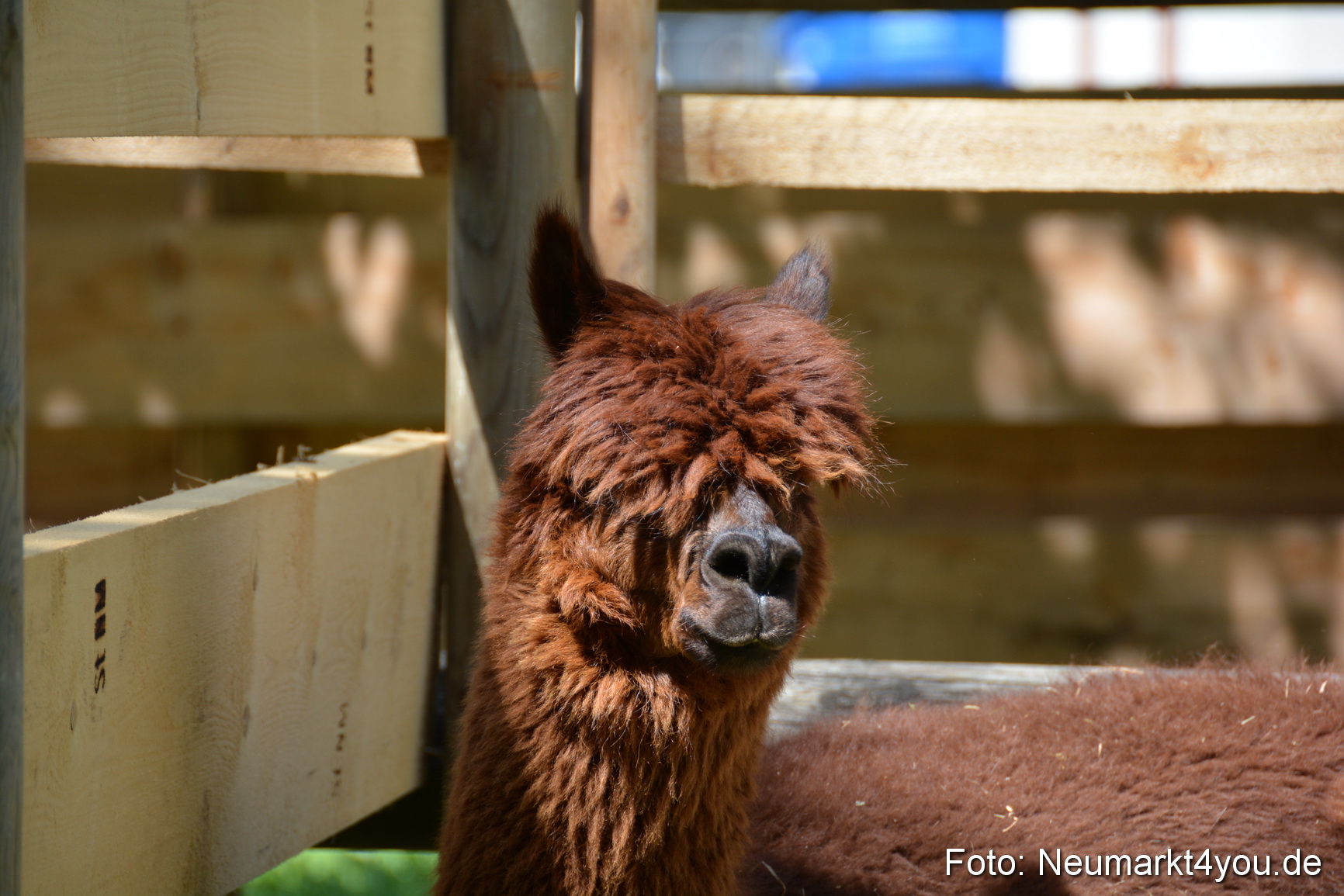 Fruehlingsfest Neumarkt 2019 0295