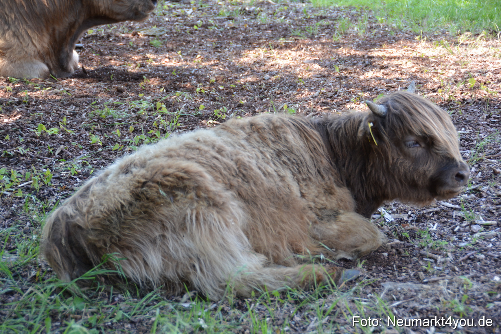 Fruehlingsfest Neumarkt 2019 0296