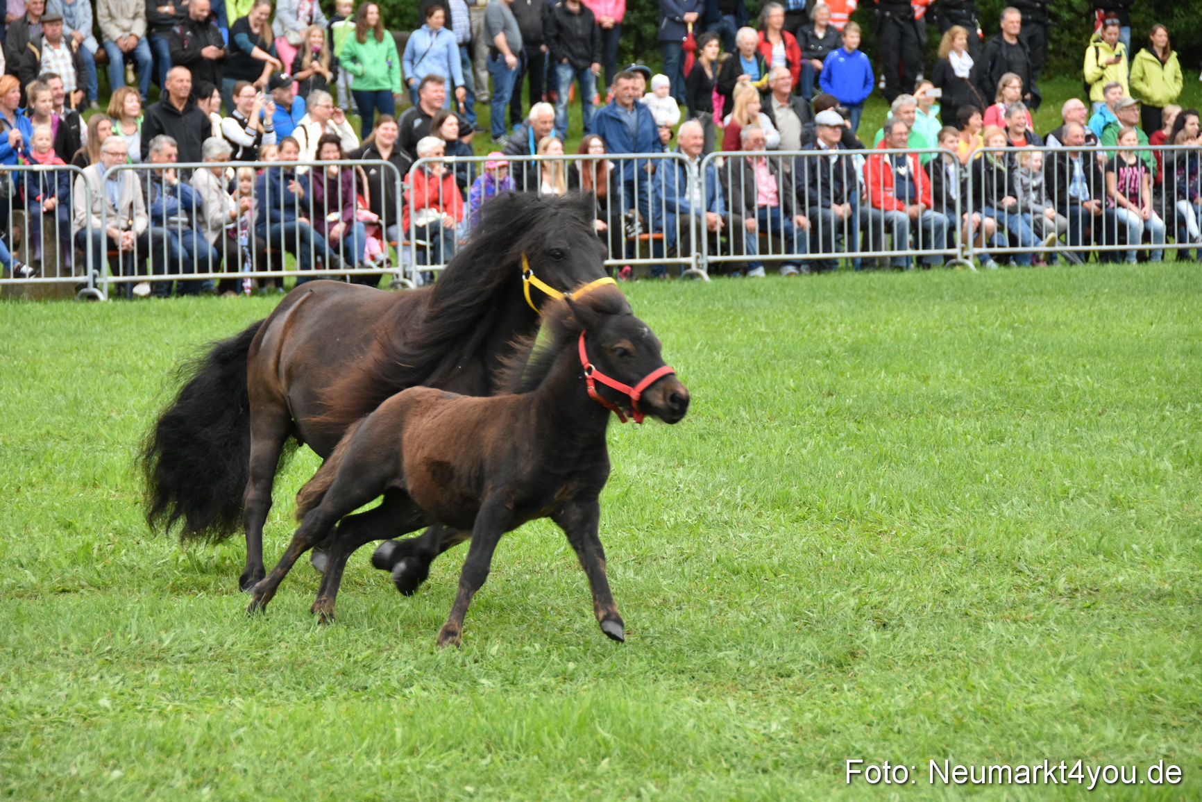 JURA Volksfest Pferdeshow 190819 0012