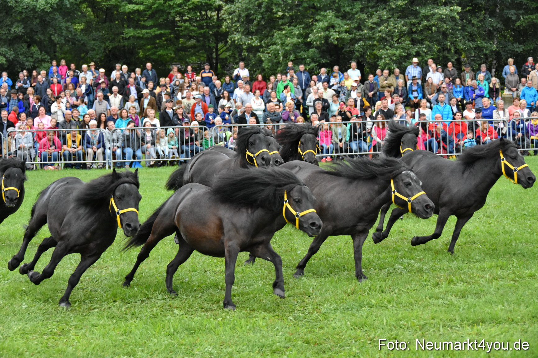 JURA Volksfest Pferdeshow 190819 0017