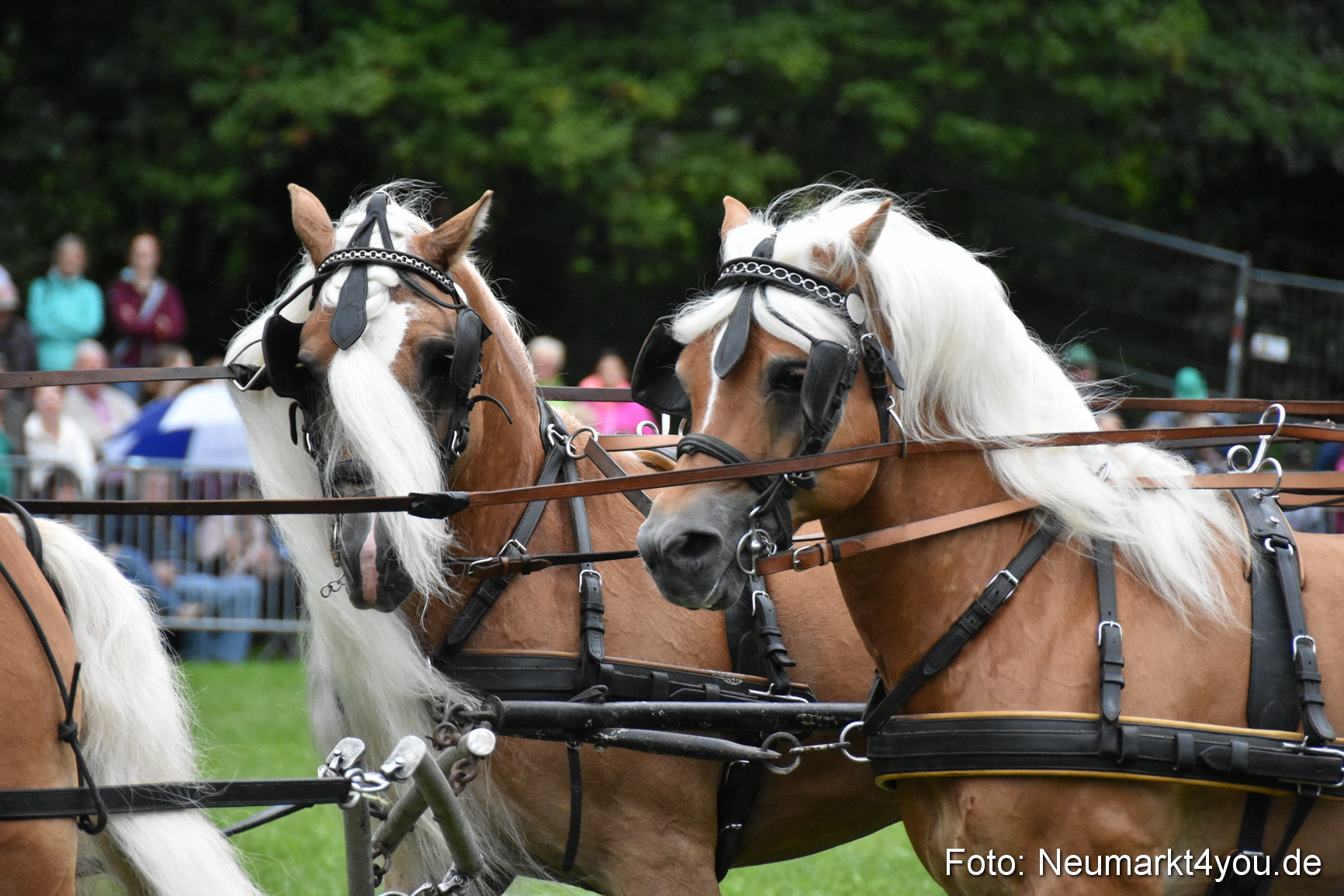 JURA Volksfest Pferdeshow 190819 0037