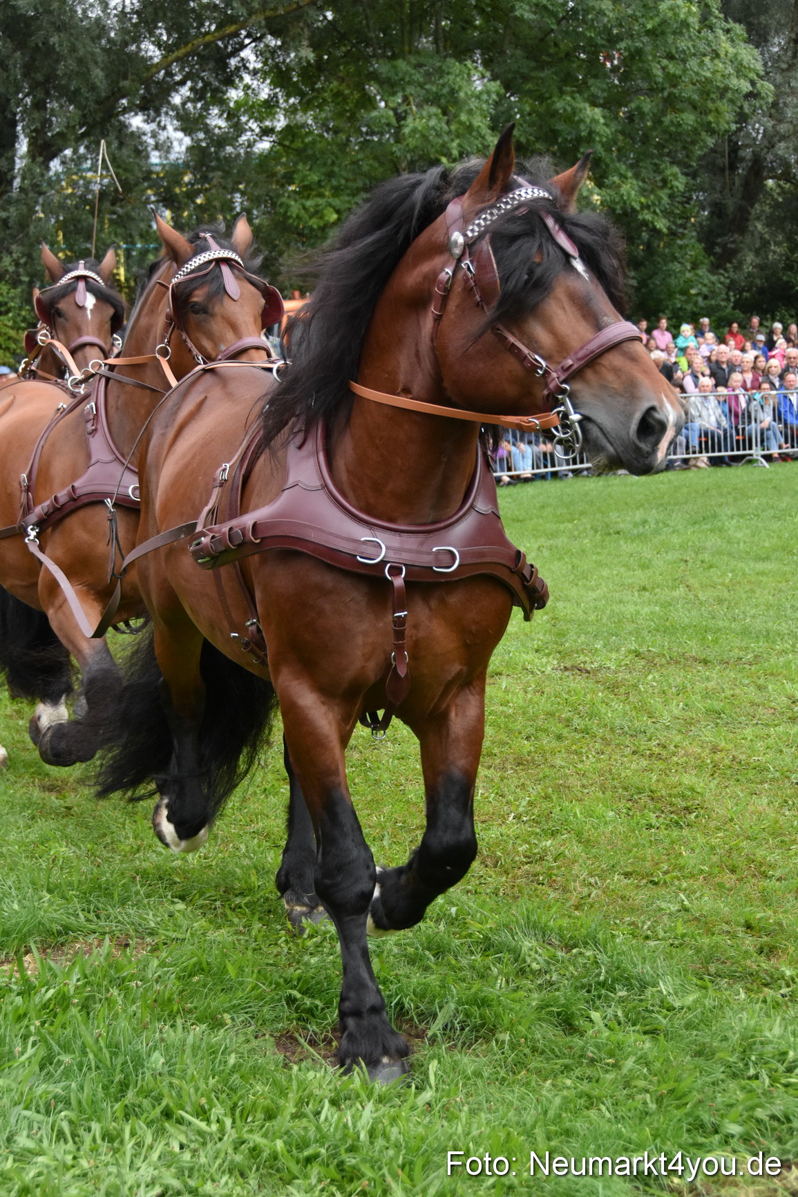 JURA Volksfest Pferdeshow 190819 0043