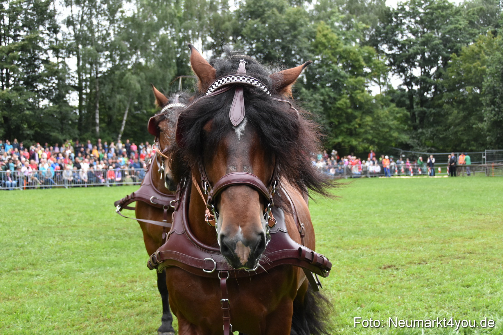 JURA Volksfest Pferdeshow 190819 0044