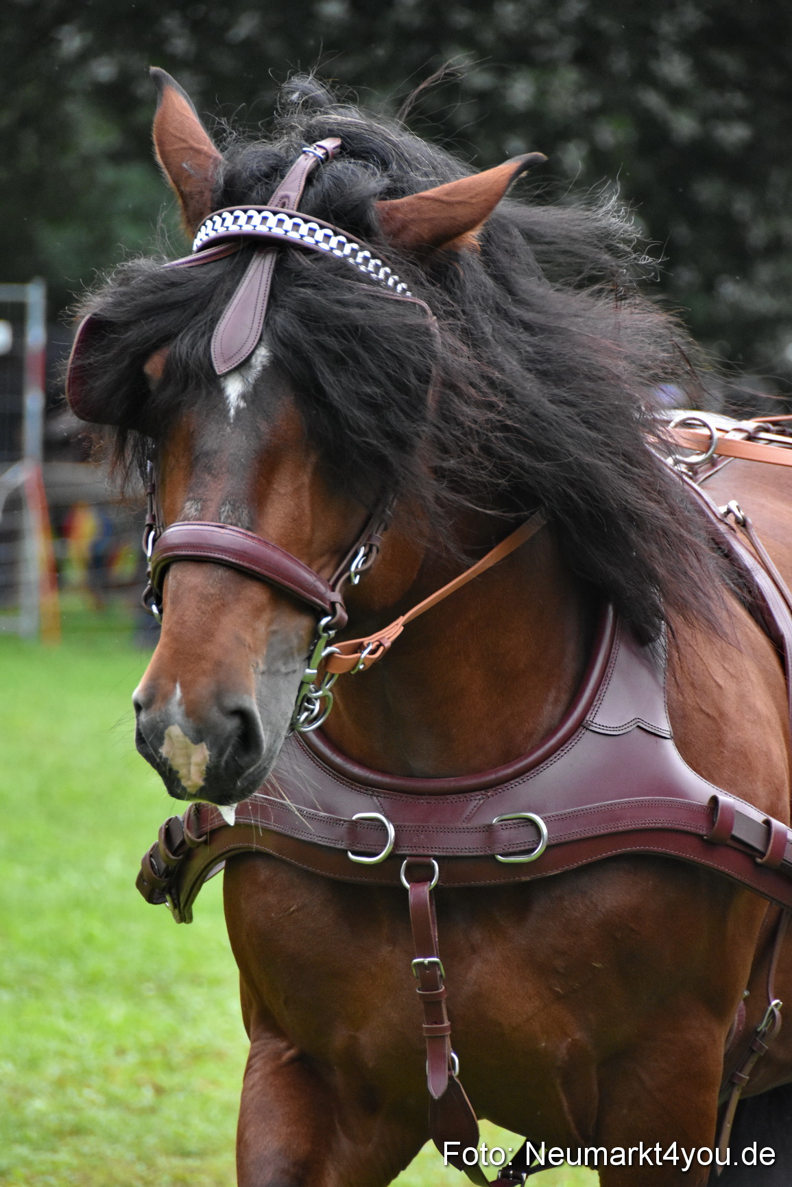 JURA Volksfest Pferdeshow 190819 0047