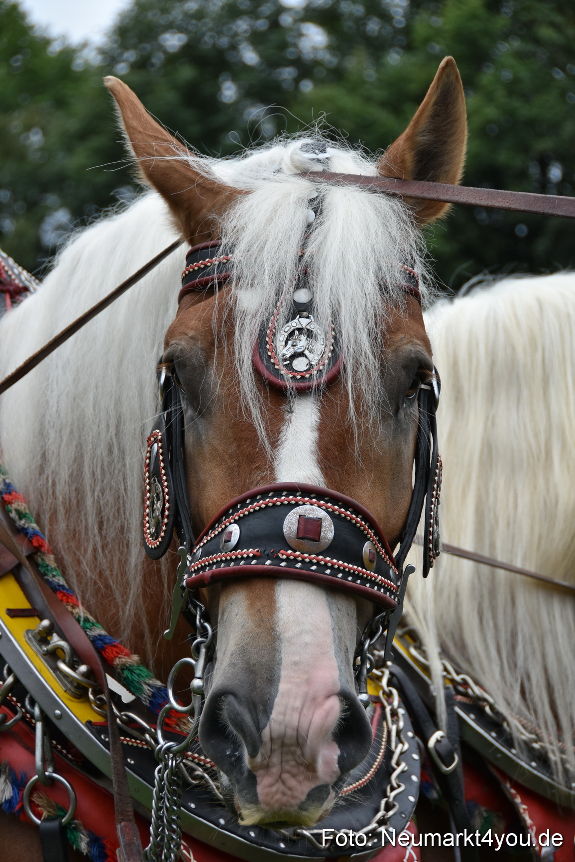JURA Volksfest Pferdeshow 190819 0090