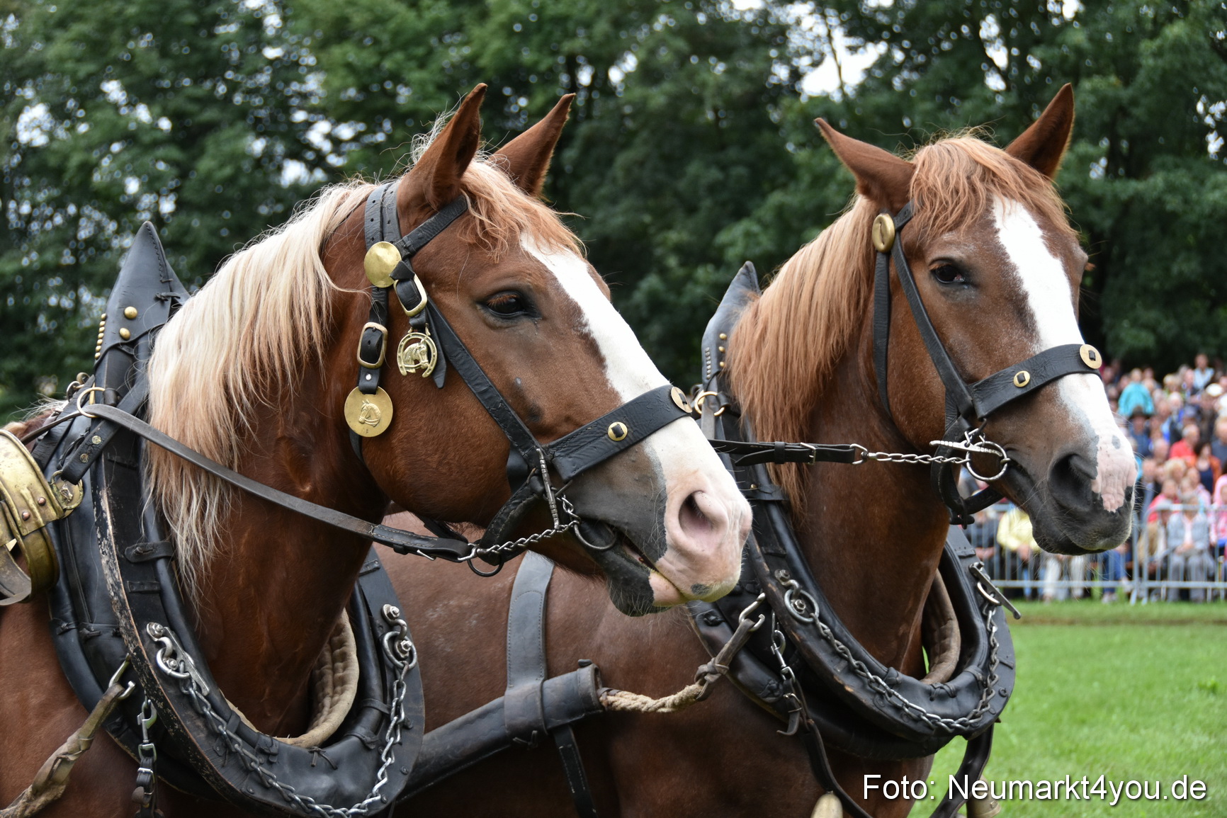 JURA Volksfest Pferdeshow 190819 0125
