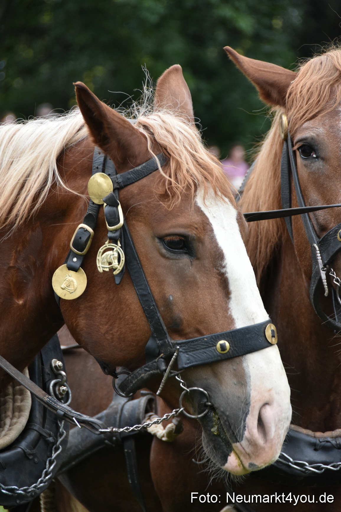 JURA Volksfest Pferdeshow 190819 0137