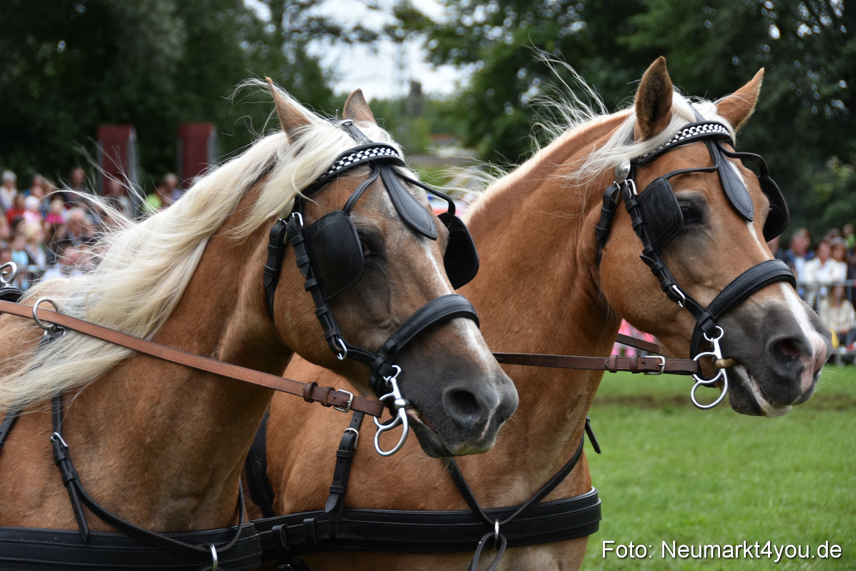 JURA Volksfest Pferdeshow 190819 0221