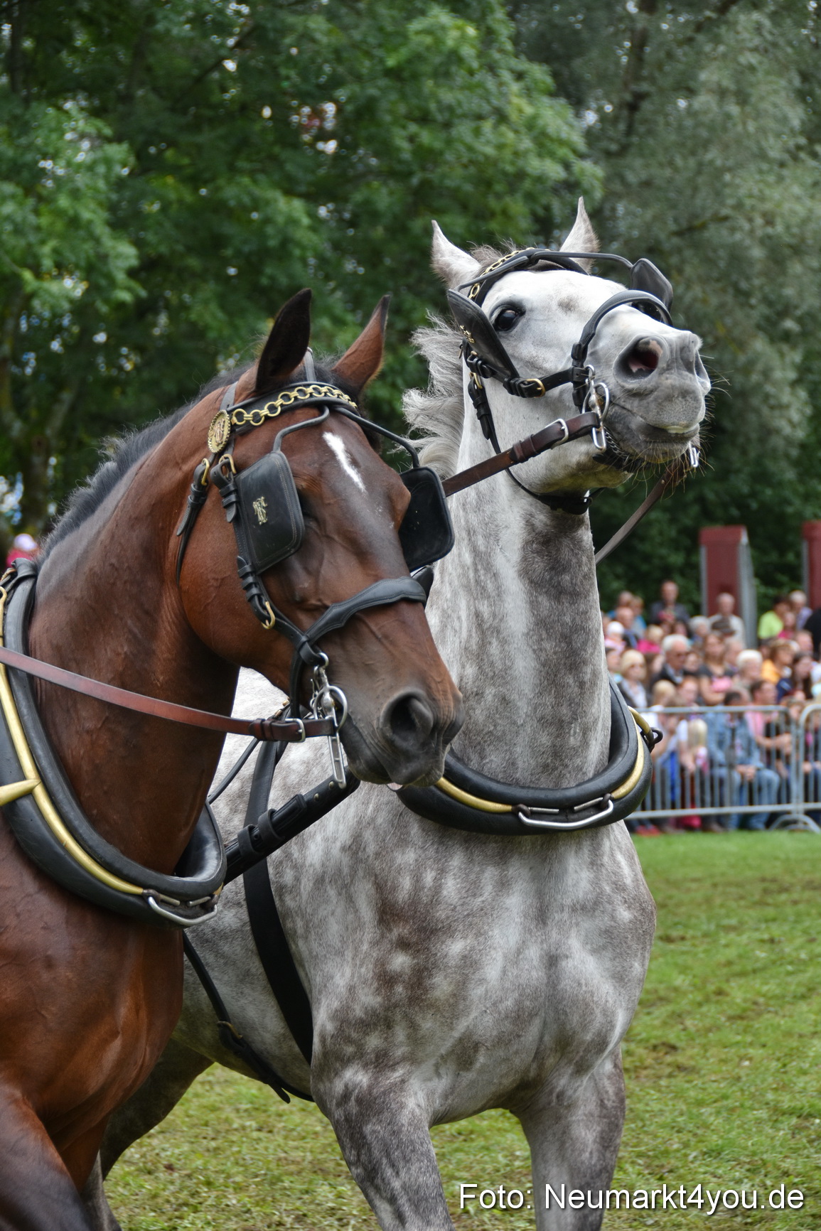 JURA Volksfest Pferdeshow 190819 0222