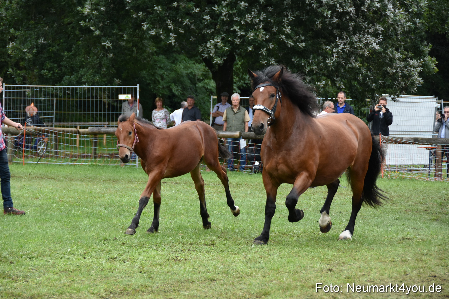 JURA Volksfest Pferdeshow 190819 0290