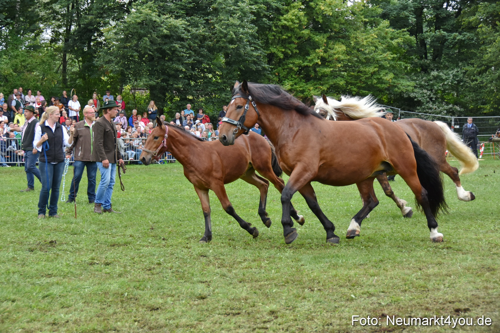 JURA Volksfest Pferdeshow 190819 0291