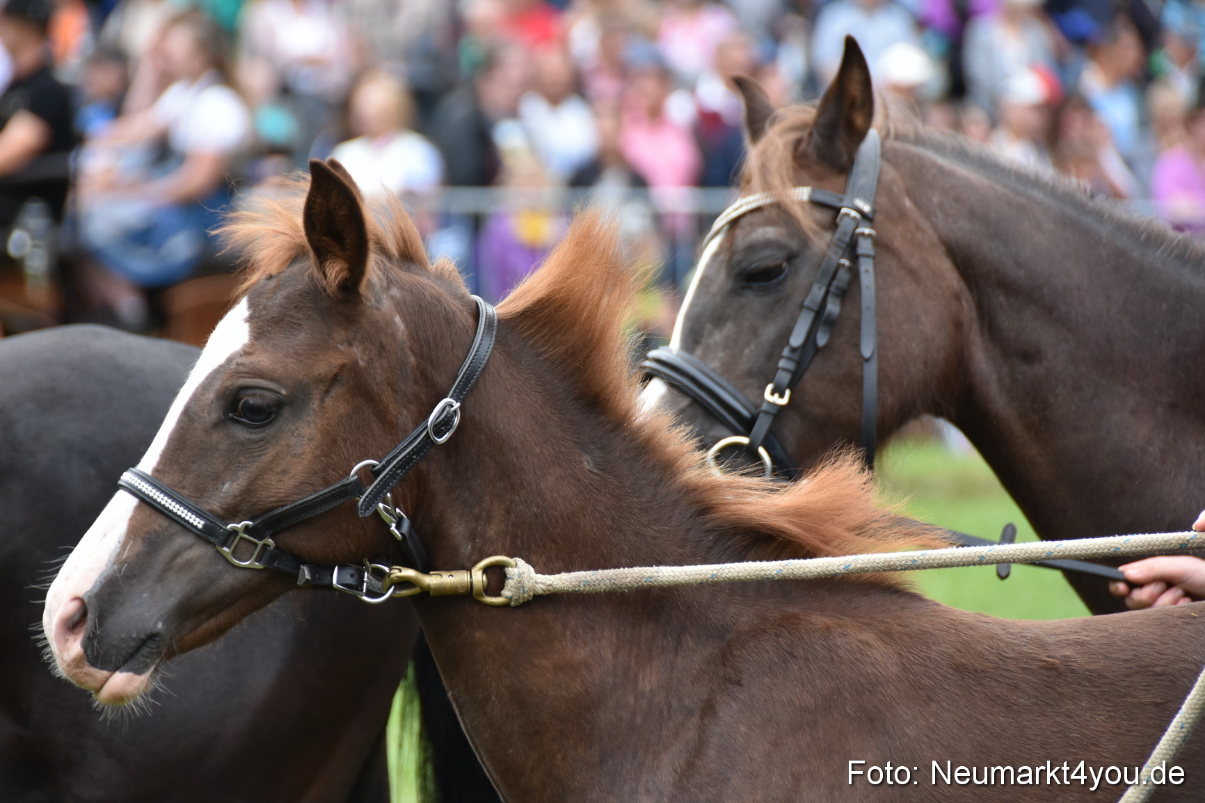 JURA Volksfest Pferdeshow 190819 0315