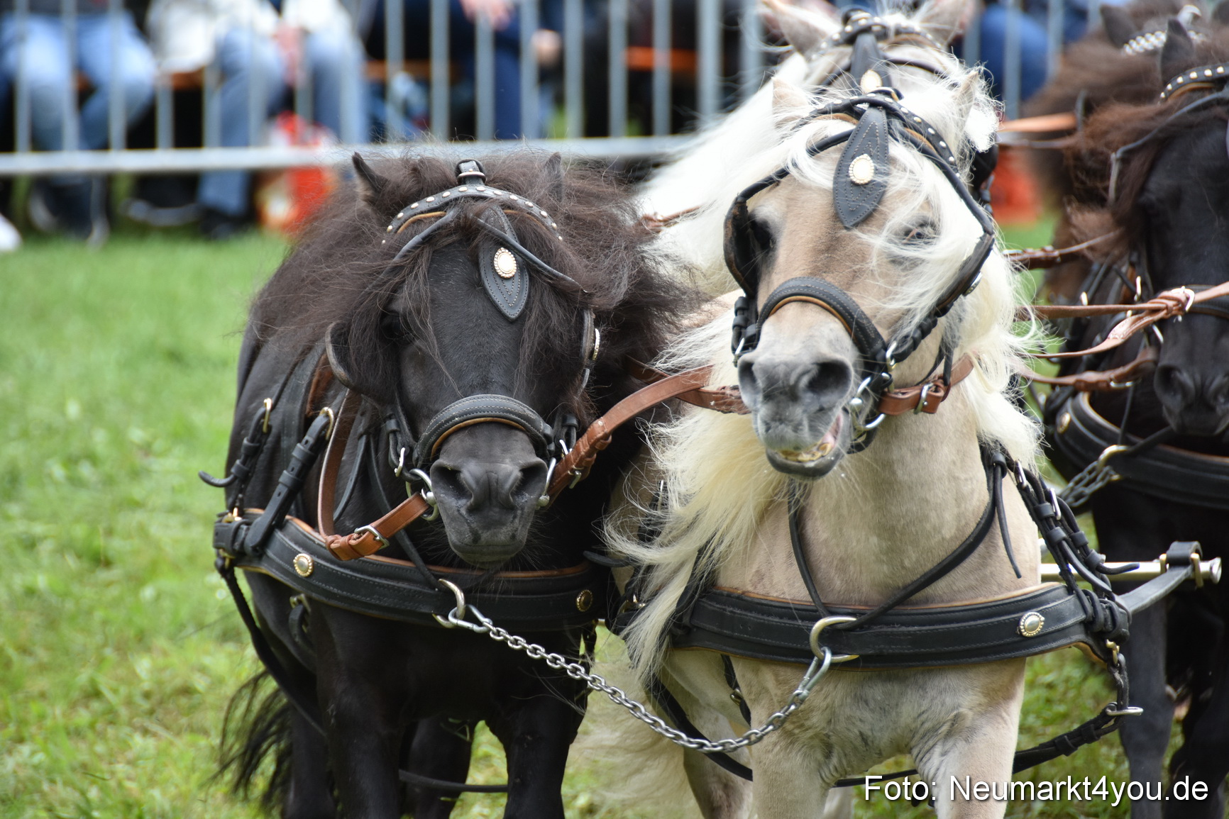 JURA Volksfest Pferdeshow 190819 0316