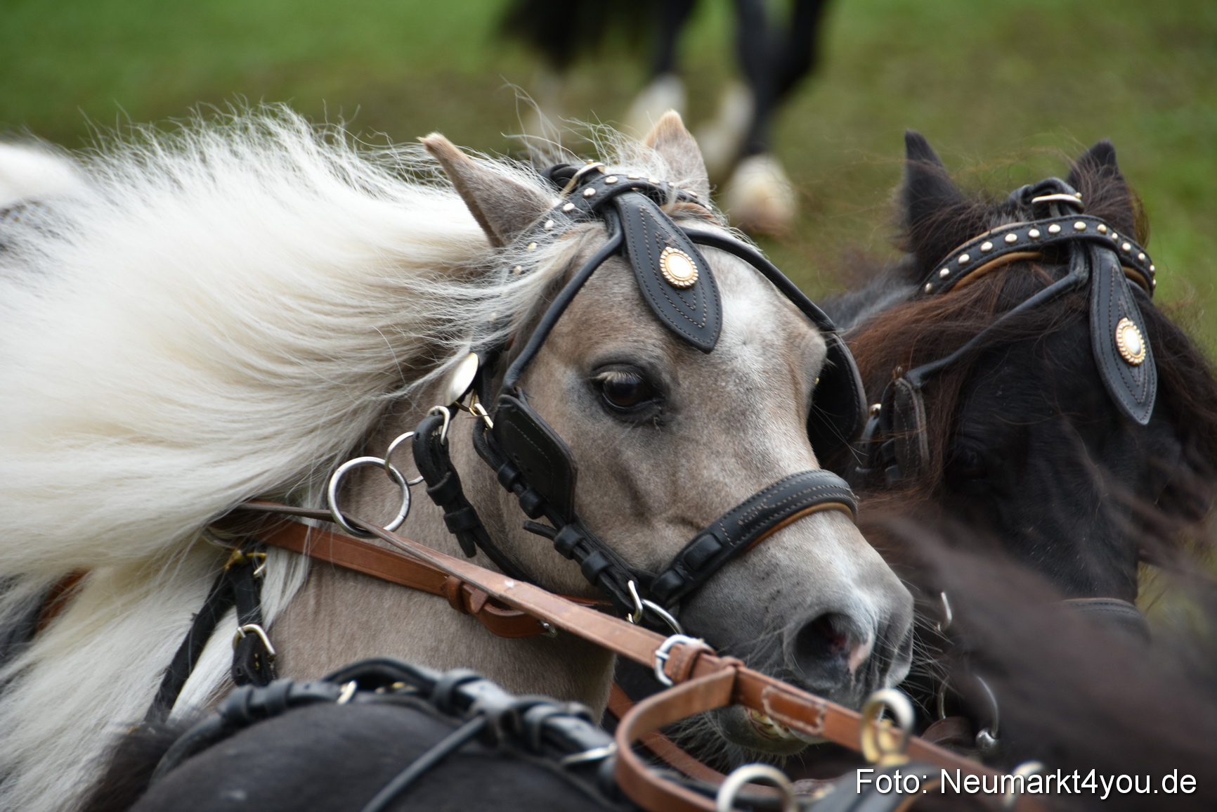 JURA Volksfest Pferdeshow 190819 0317