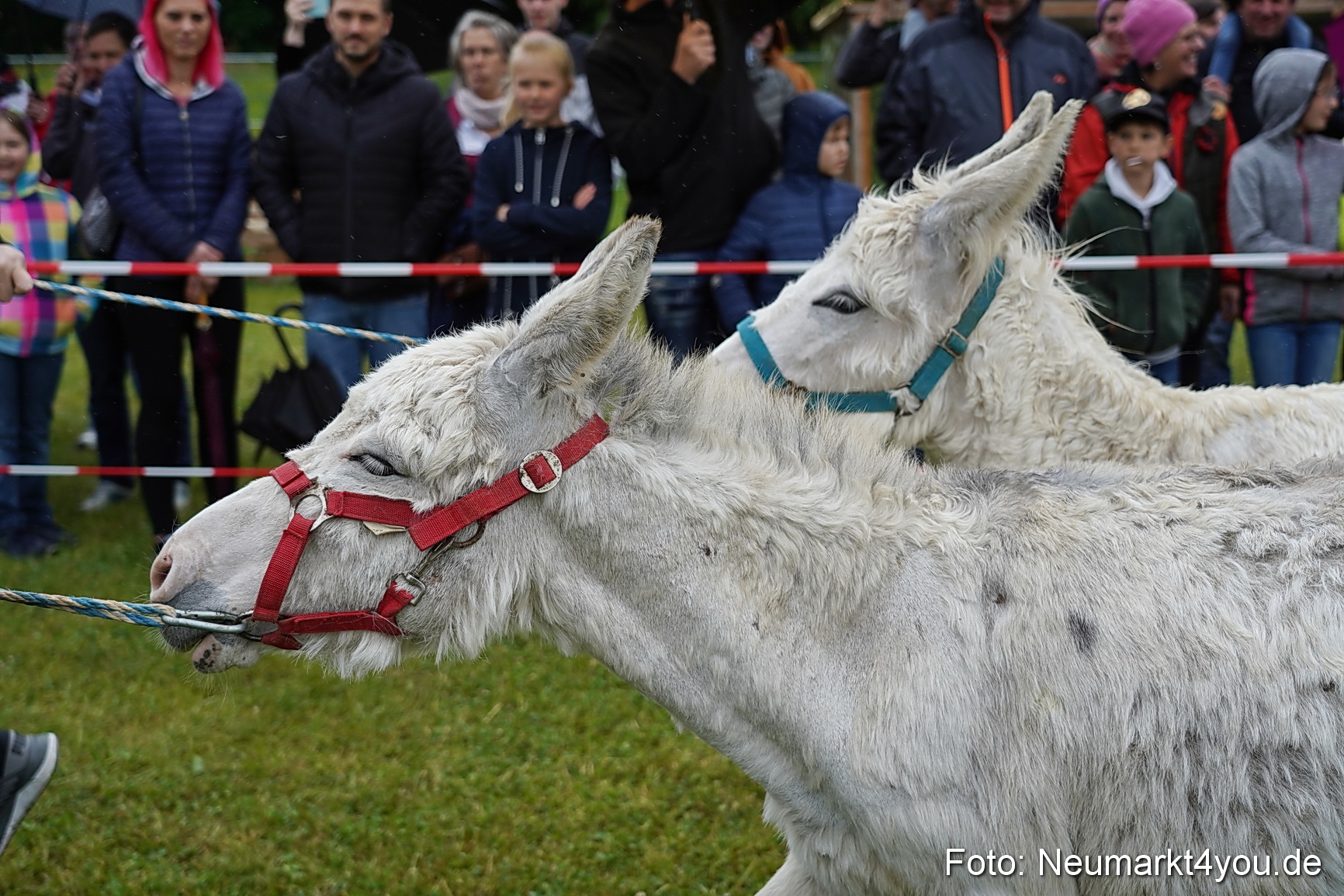Eselrennen Fruehlingsfest 2022 0025