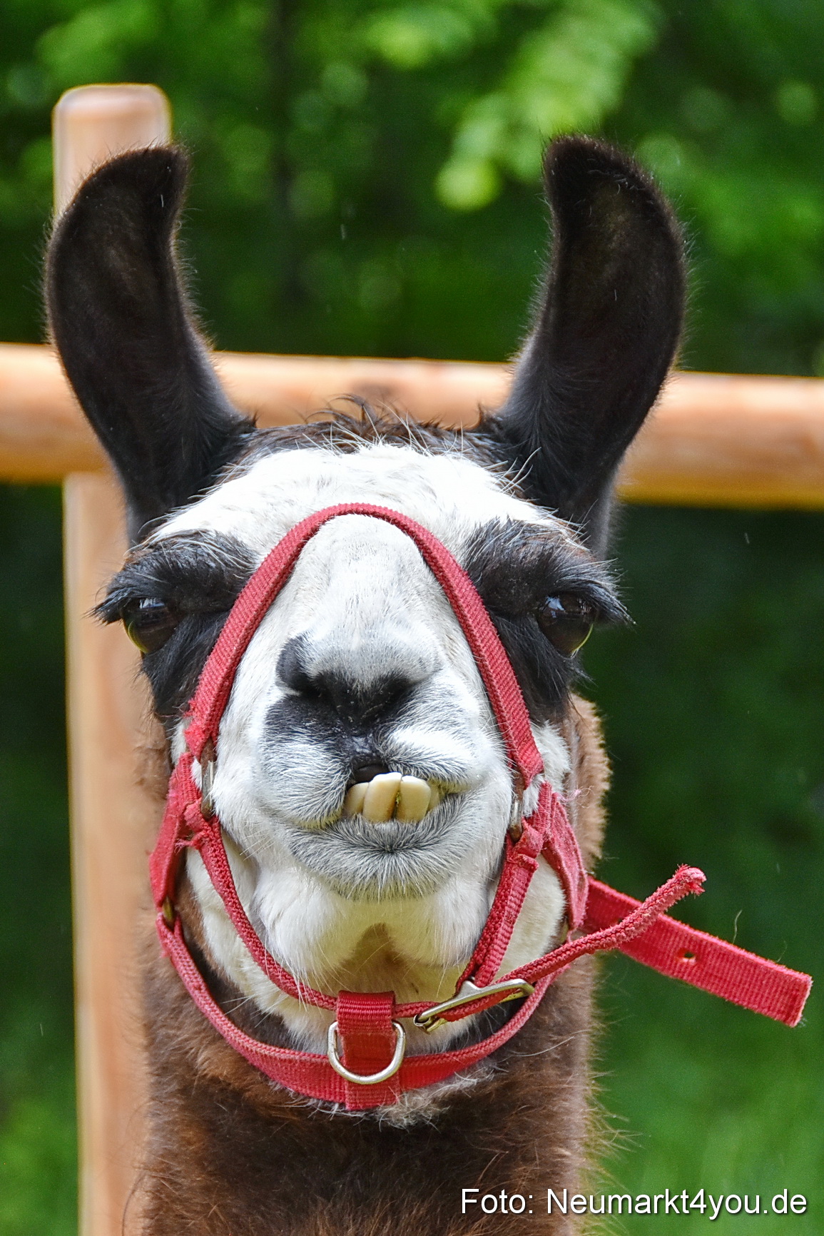 Eselrennen Fruehlingsfest 2022 0175