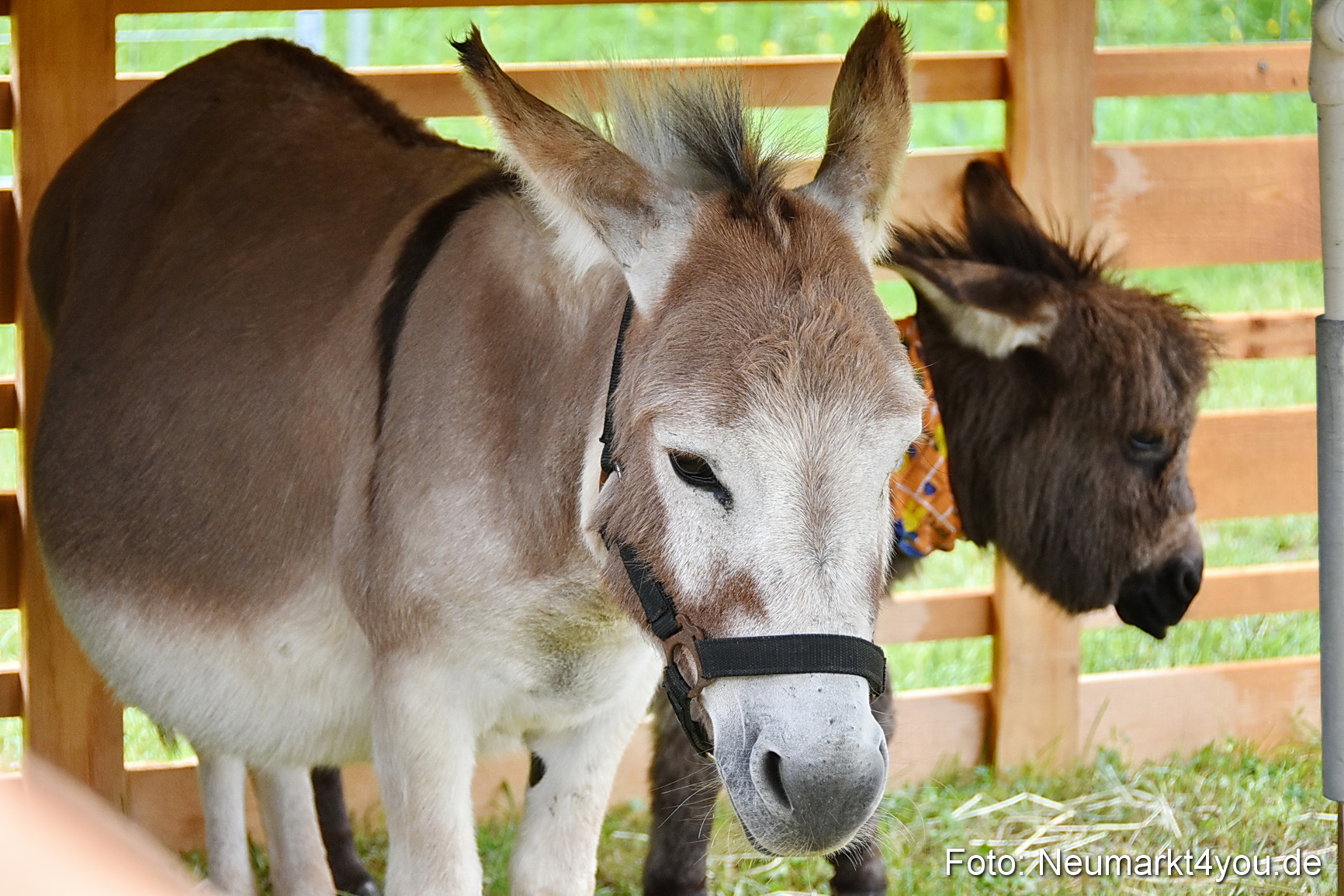 Eselrennen Fruehlingsfest 2022 0176