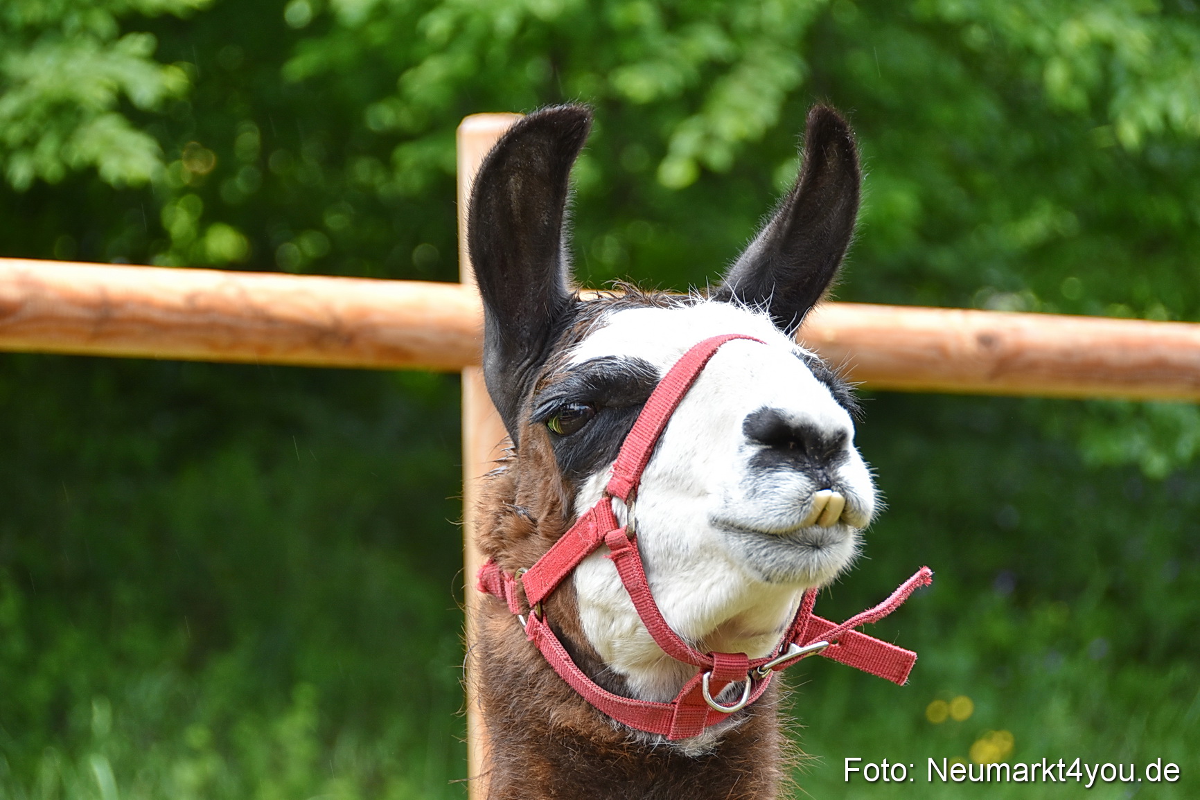 Eselrennen Fruehlingsfest 2022 0177