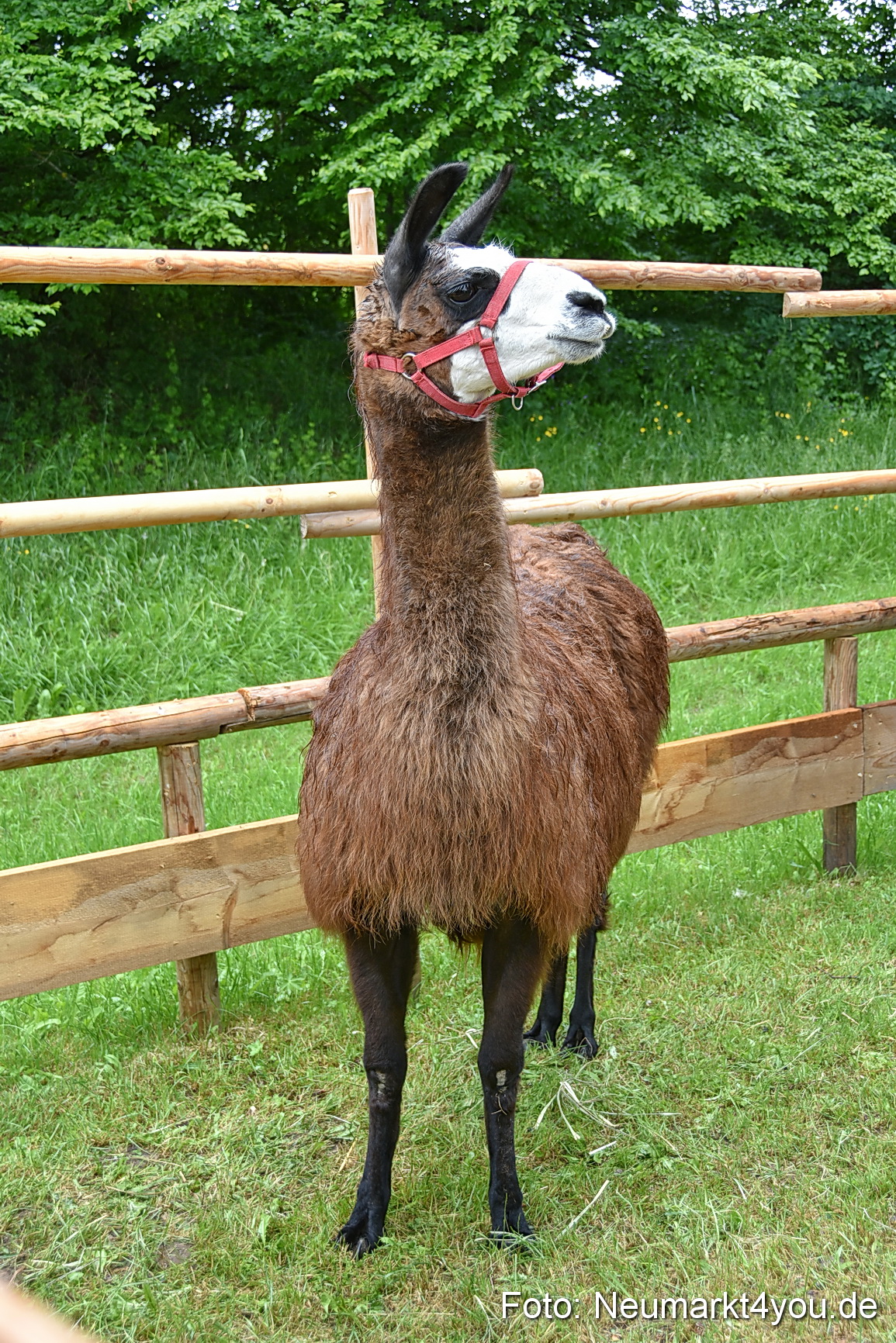 Eselrennen Fruehlingsfest 2022 0178