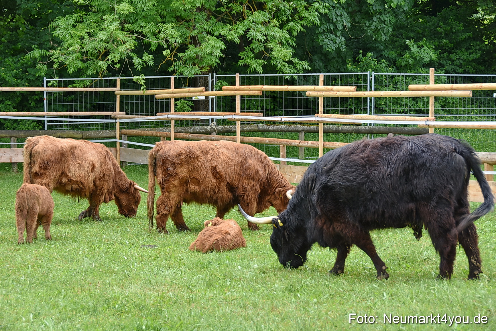 Eselrennen Fruehlingsfest 2022 0179