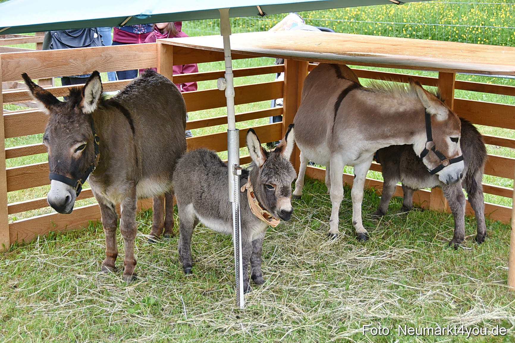 Eselrennen Fruehlingsfest 2022 0180