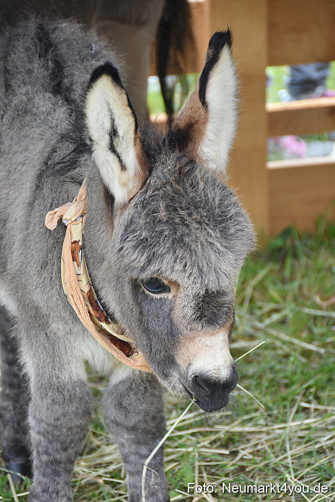 Eselrennen Fruehlingsfest 2022 0181