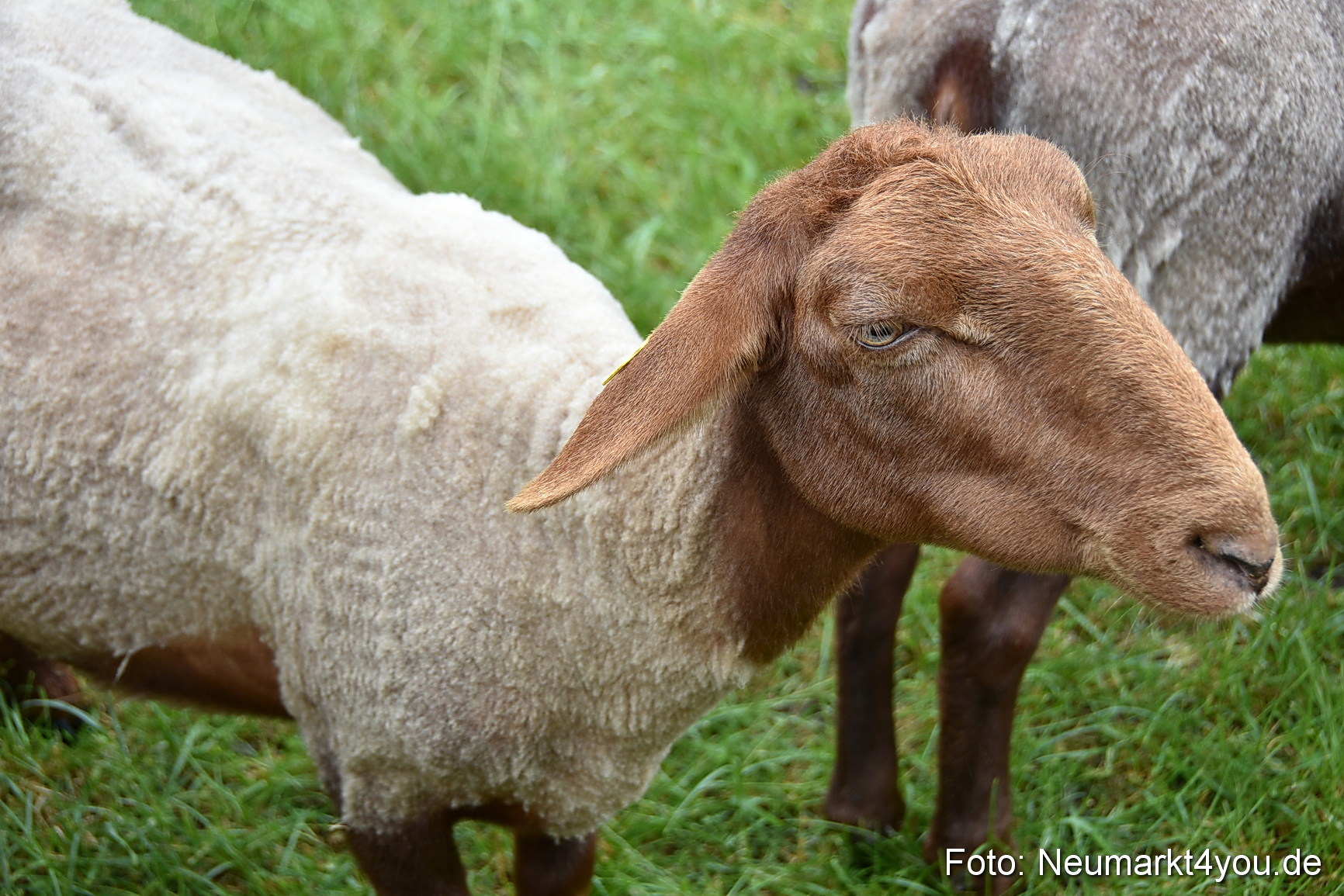 Eselrennen Fruehlingsfest 2022 0182