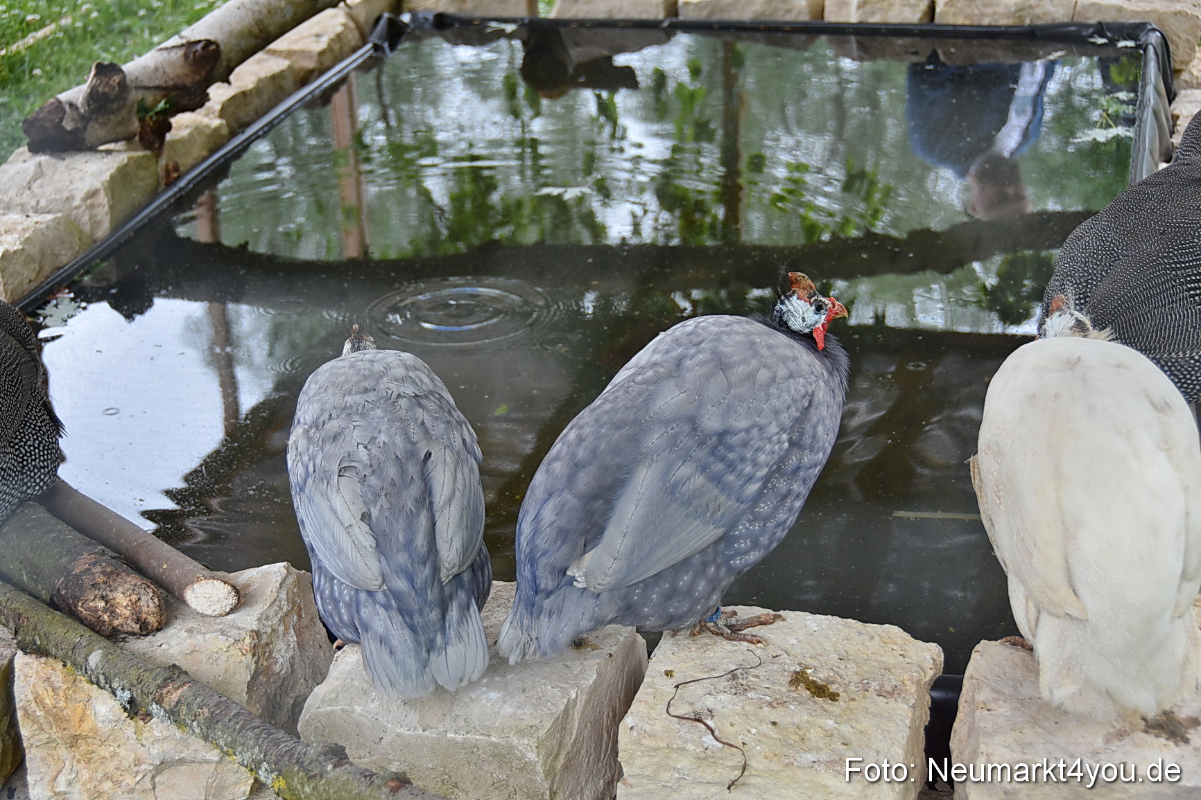 Eselrennen Fruehlingsfest 2022 0183