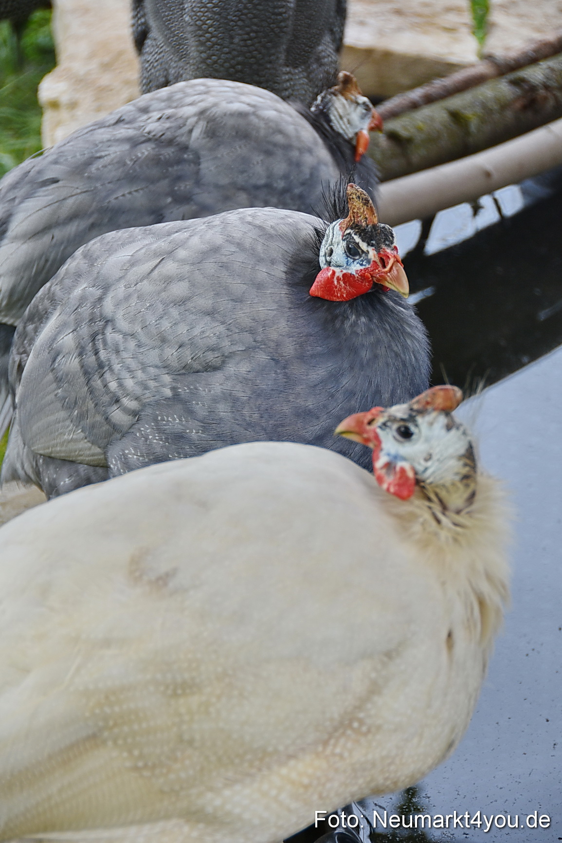 Eselrennen Fruehlingsfest 2022 0184