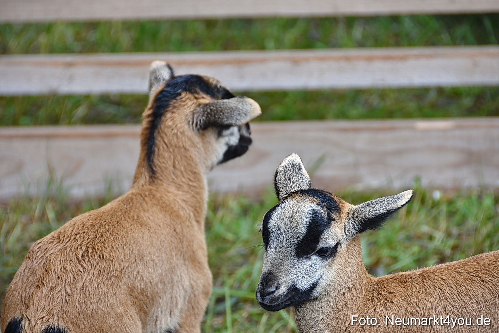 Eselrennen Fruehlingsfest 2022 0186