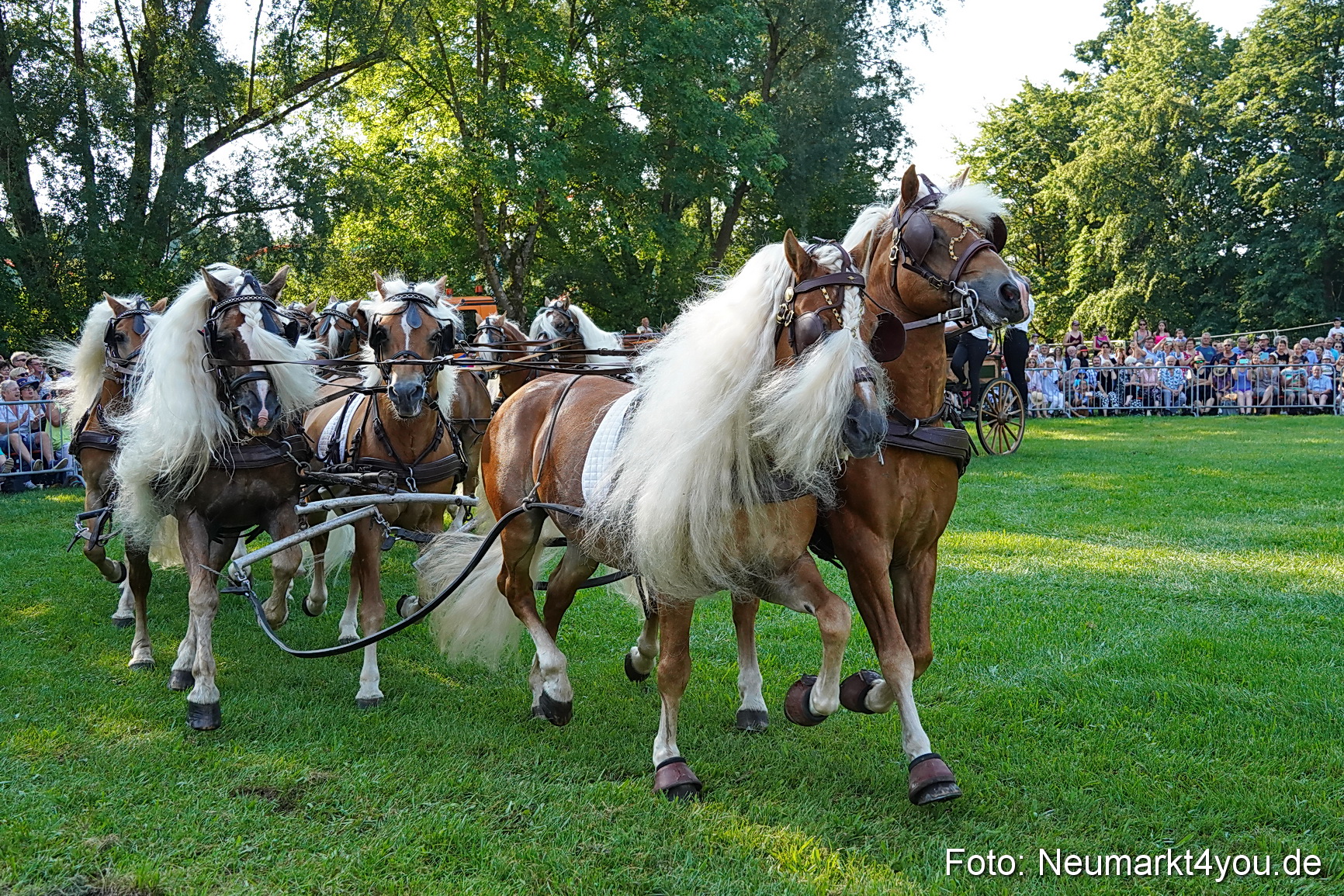 Pferde und Fohlenschau JURA Volksfest 2023 0009