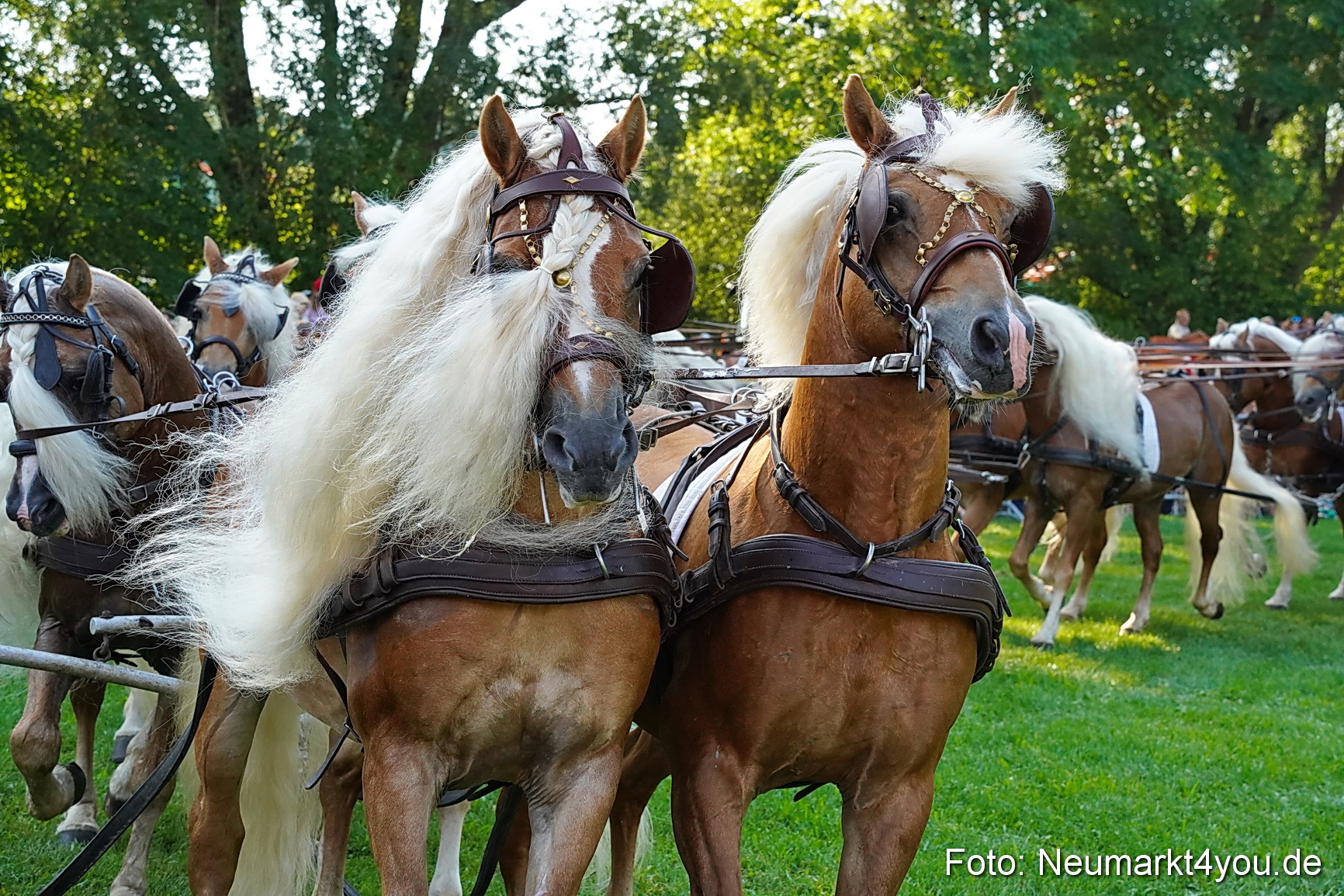 Pferde und Fohlenschau JURA Volksfest 2023 0012