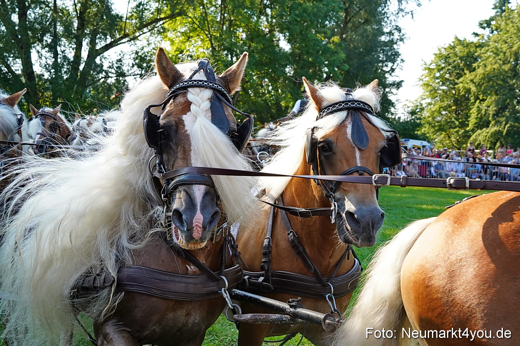 Pferde und Fohlenschau JURA Volksfest 2023 0013