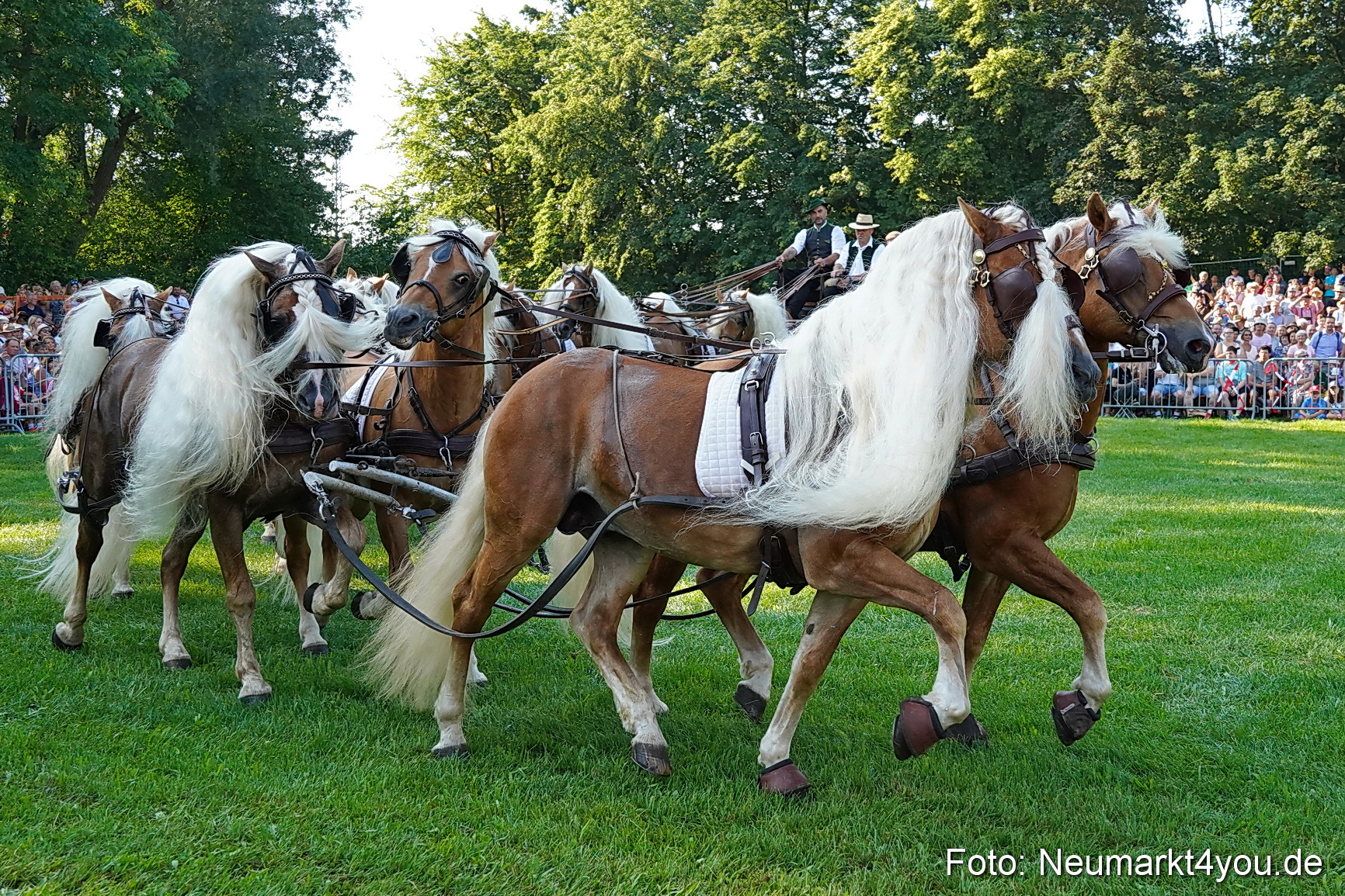 Pferde und Fohlenschau JURA Volksfest 2023 0017