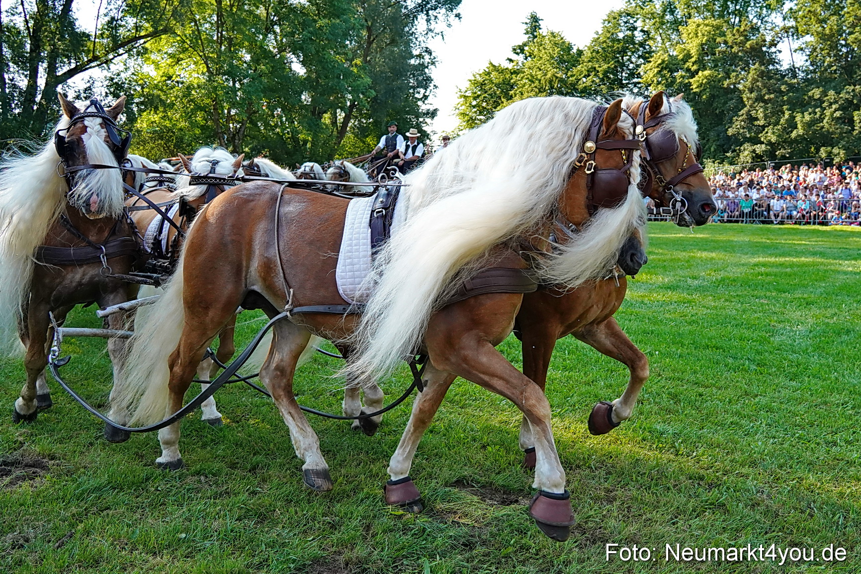 Pferde und Fohlenschau JURA Volksfest 2023 0019