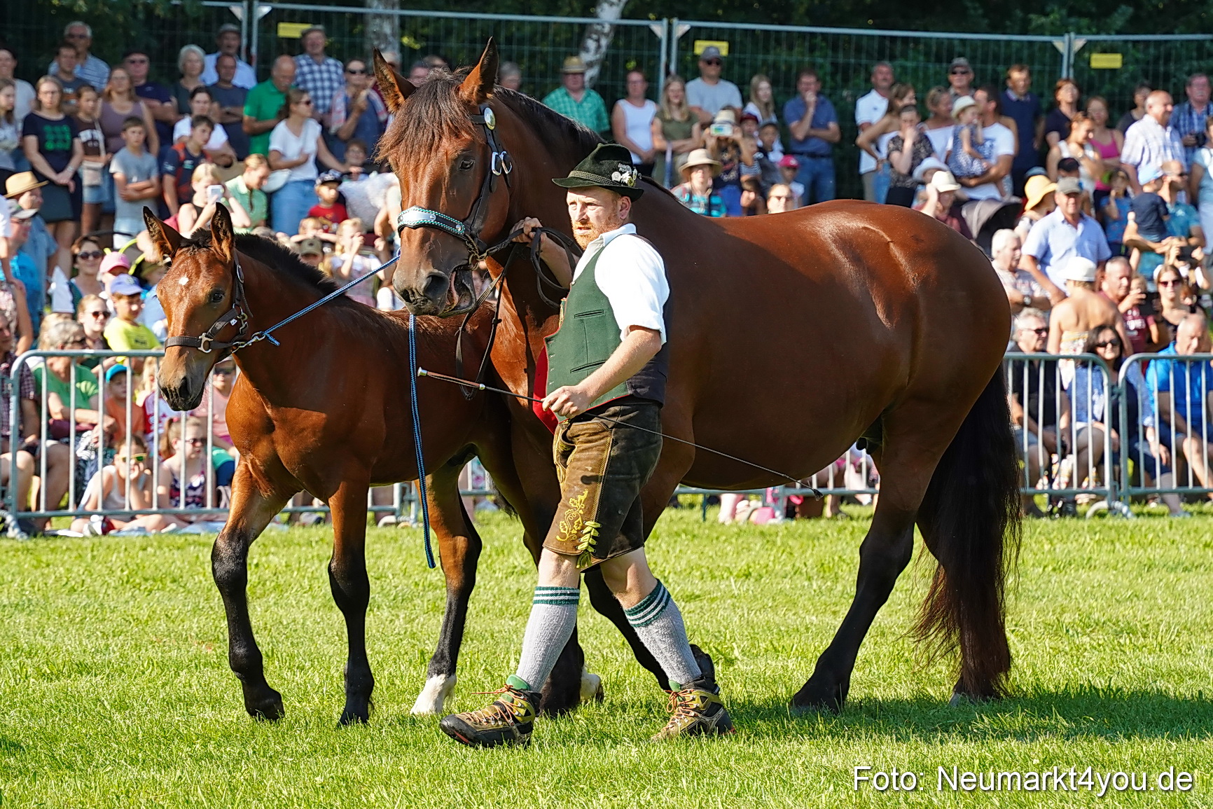 Pferde und Fohlenschau JURA Volksfest 2023 0022