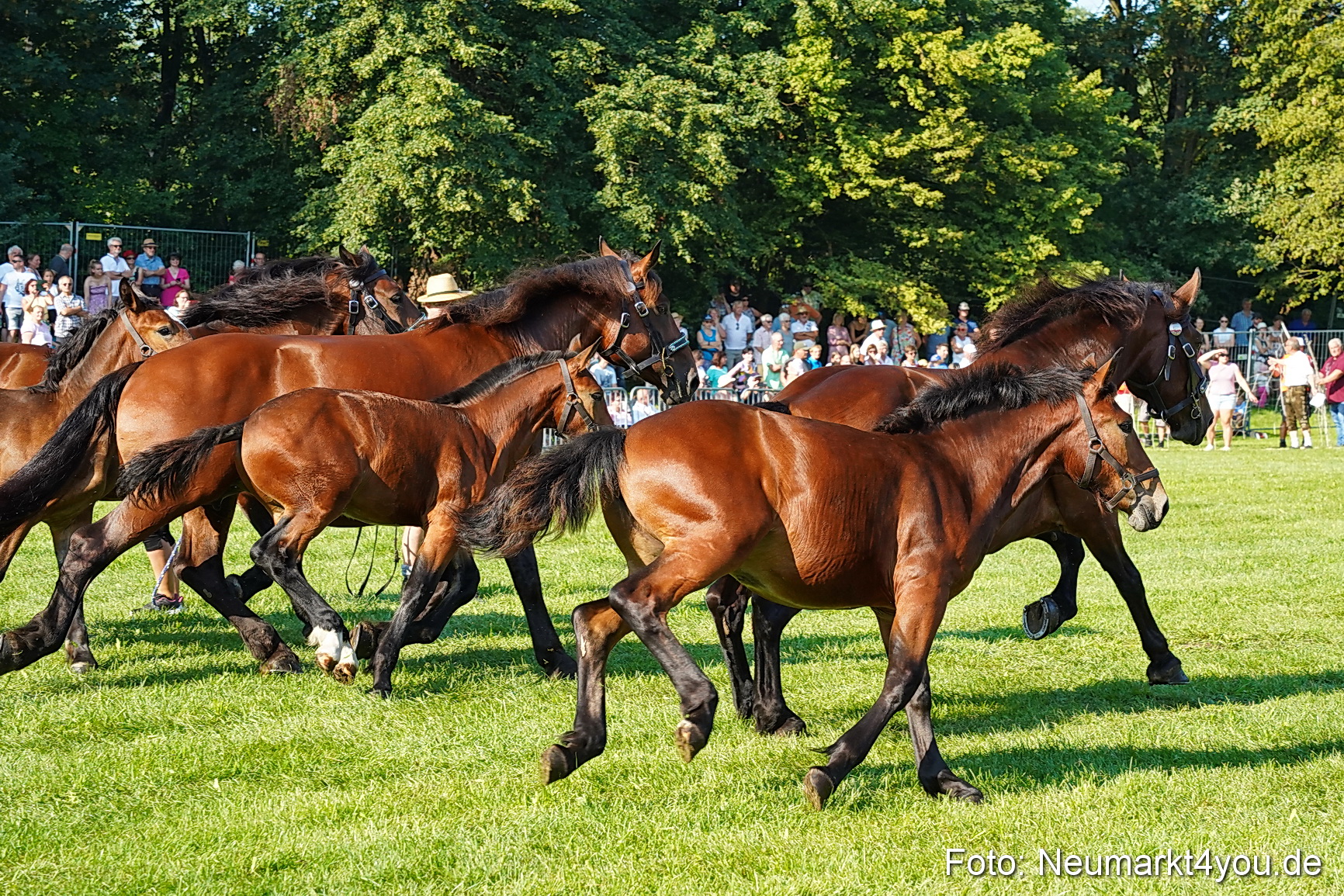 Pferde und Fohlenschau JURA Volksfest 2023 0023