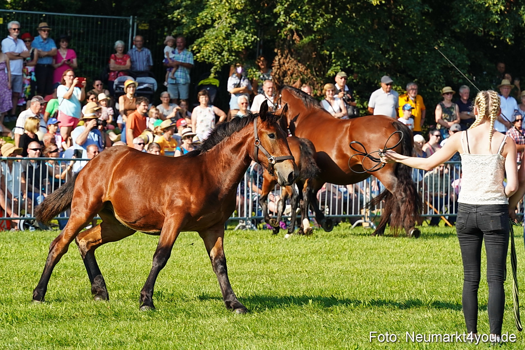 Pferde und Fohlenschau JURA Volksfest 2023 0024