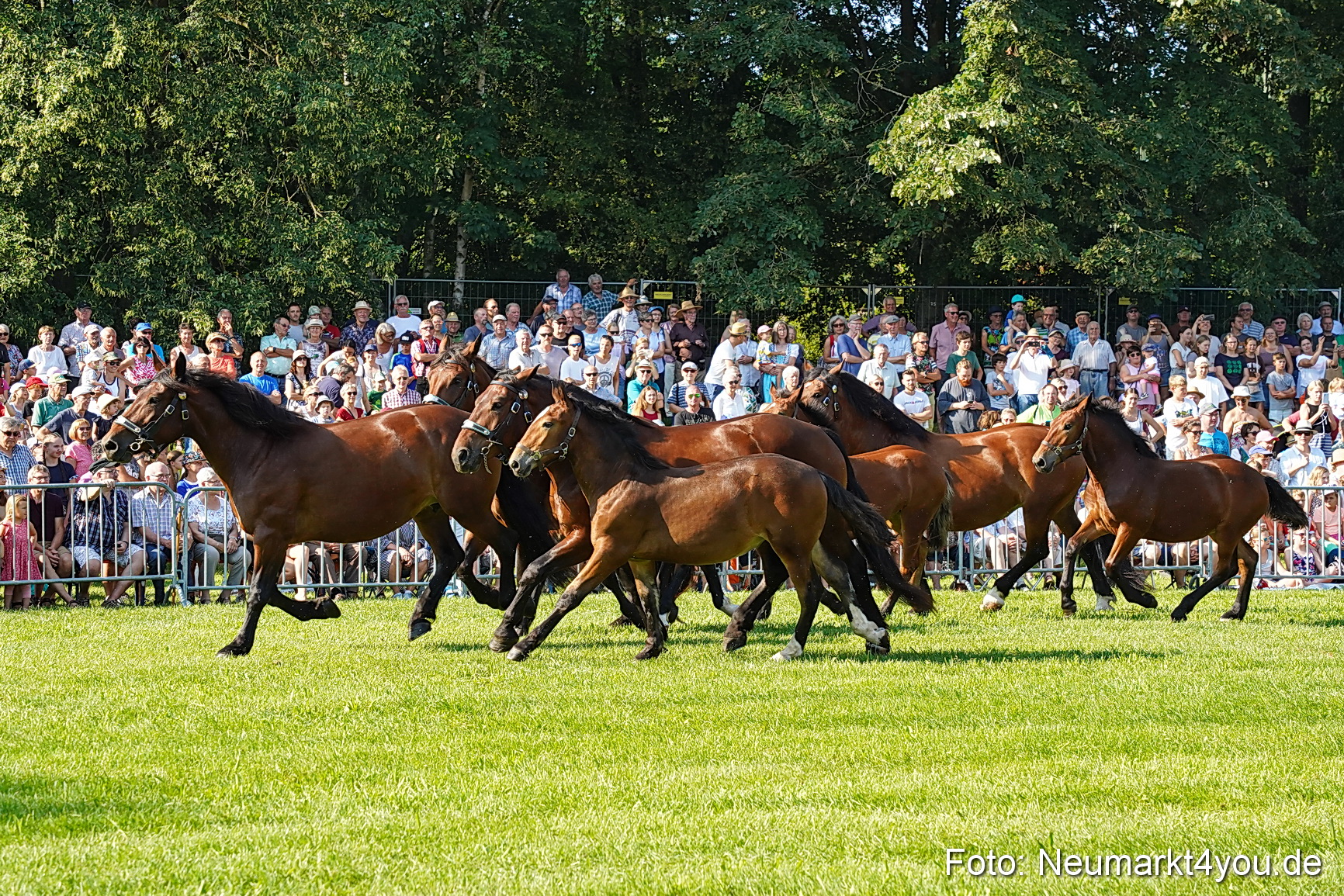Pferde und Fohlenschau JURA Volksfest 2023 0025