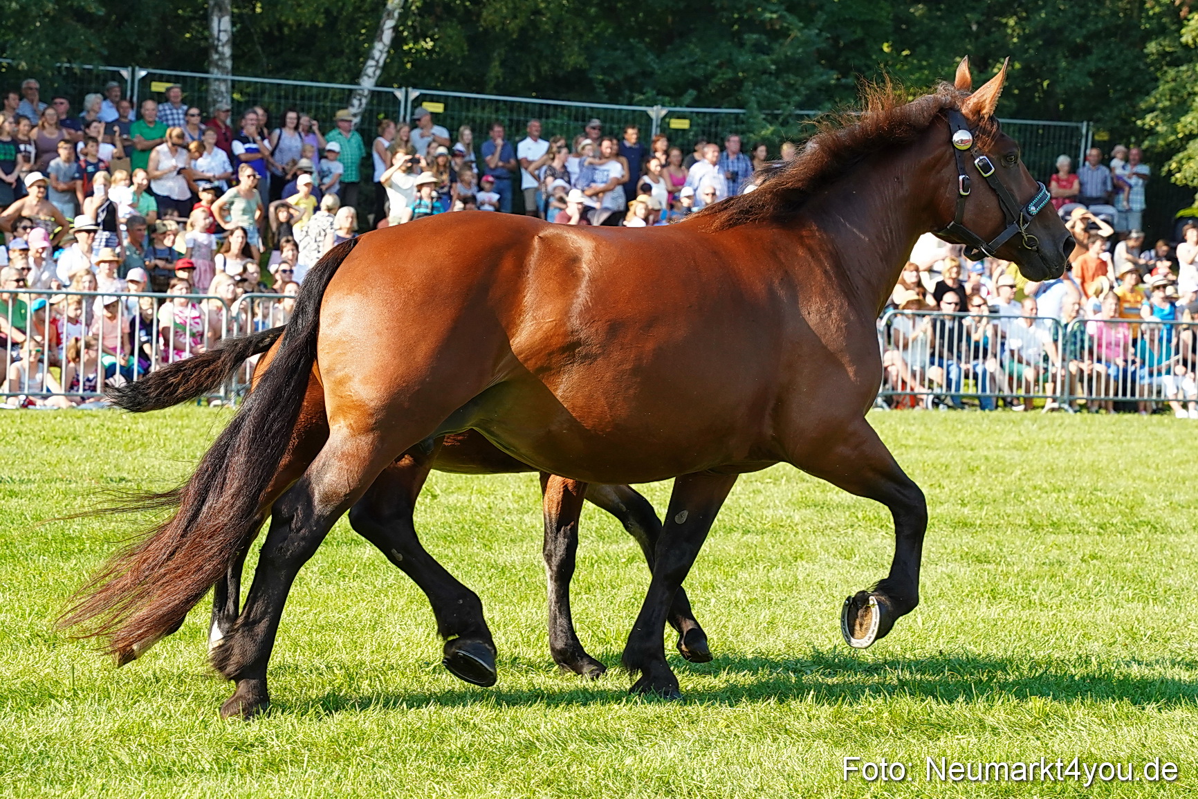 Pferde und Fohlenschau JURA Volksfest 2023 0026