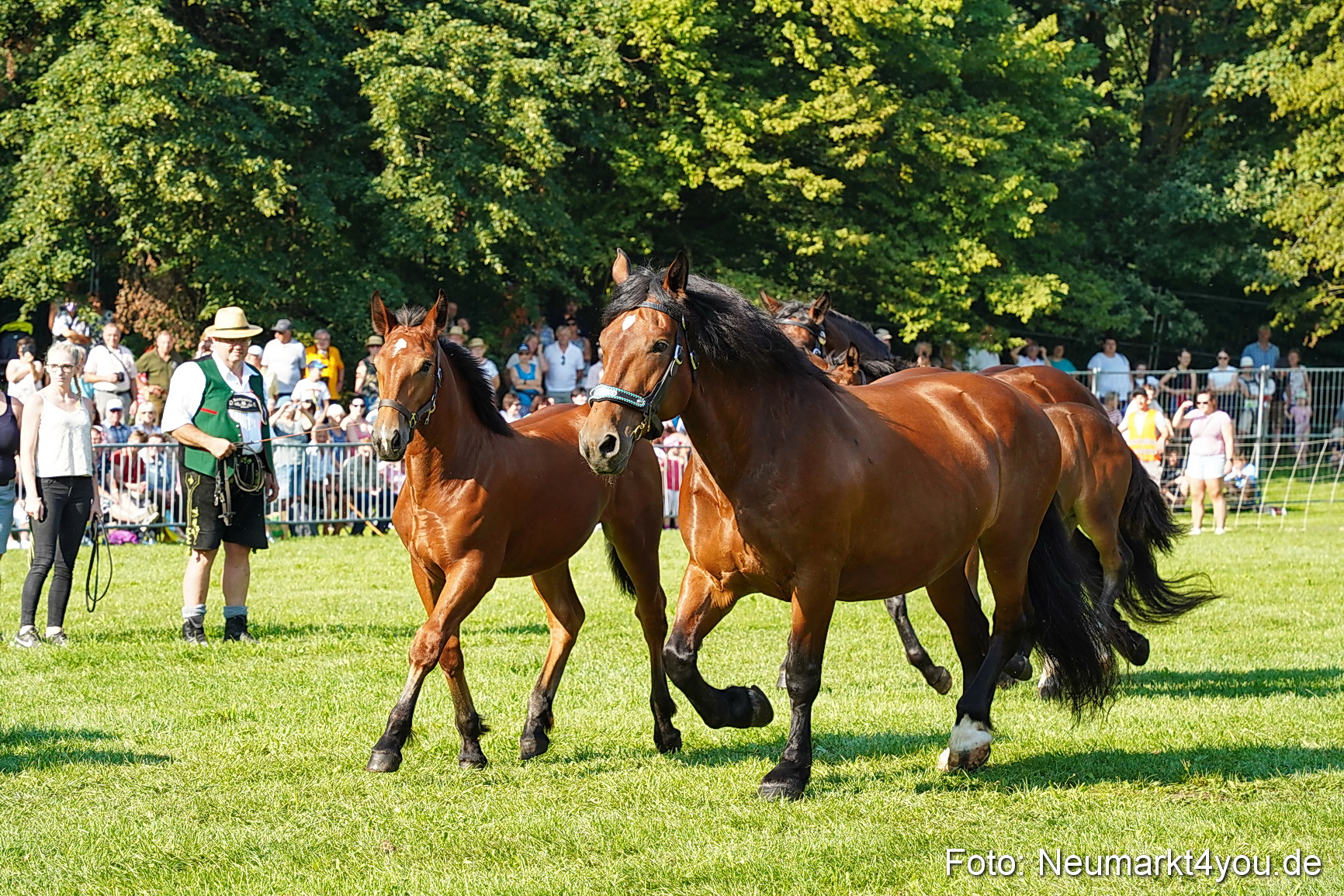 Pferde und Fohlenschau JURA Volksfest 2023 0027