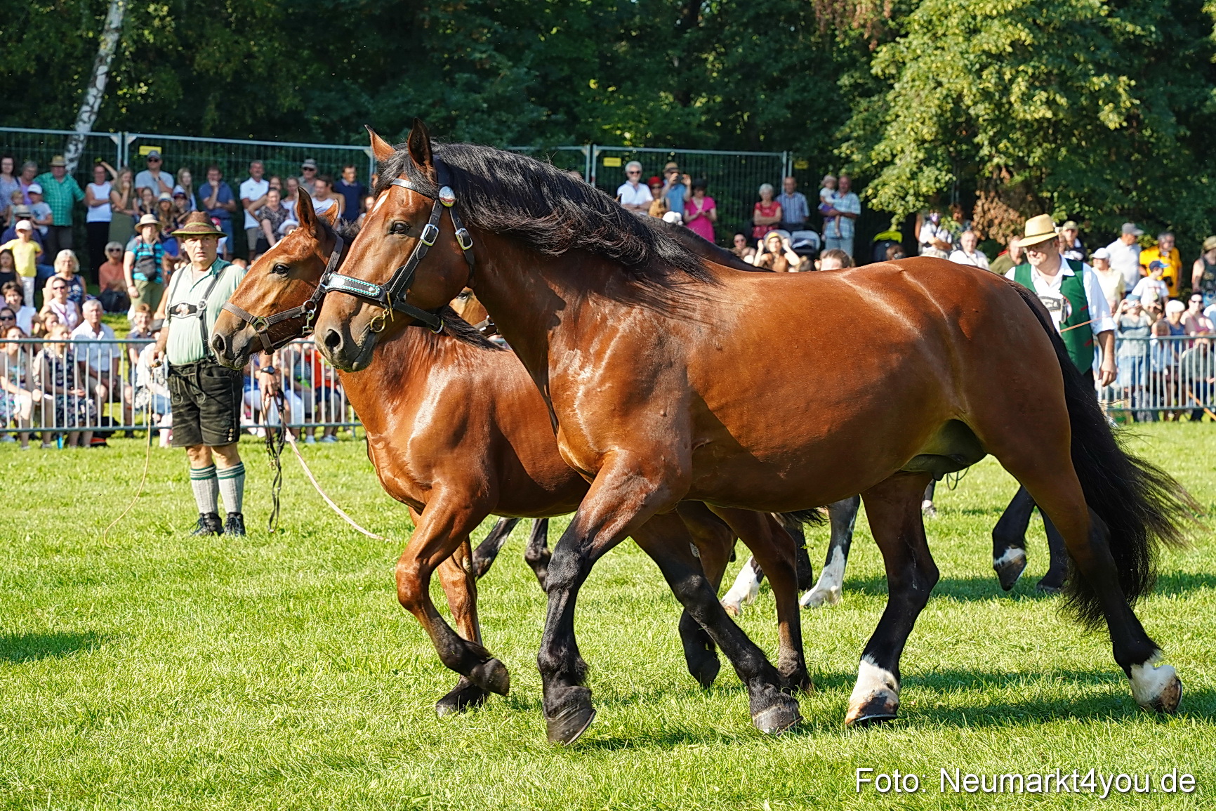 Pferde und Fohlenschau JURA Volksfest 2023 0028