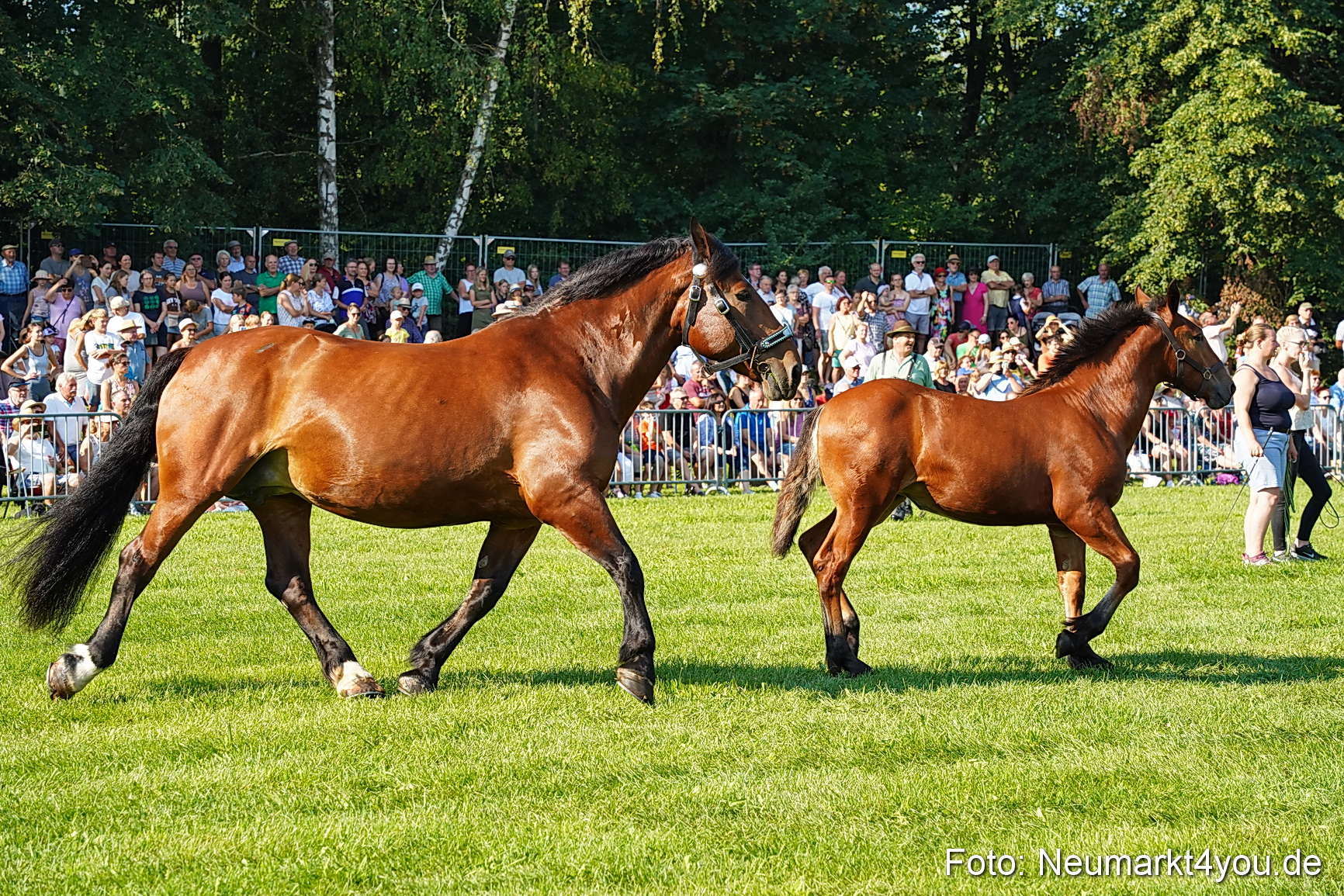 Pferde und Fohlenschau JURA Volksfest 2023 0029