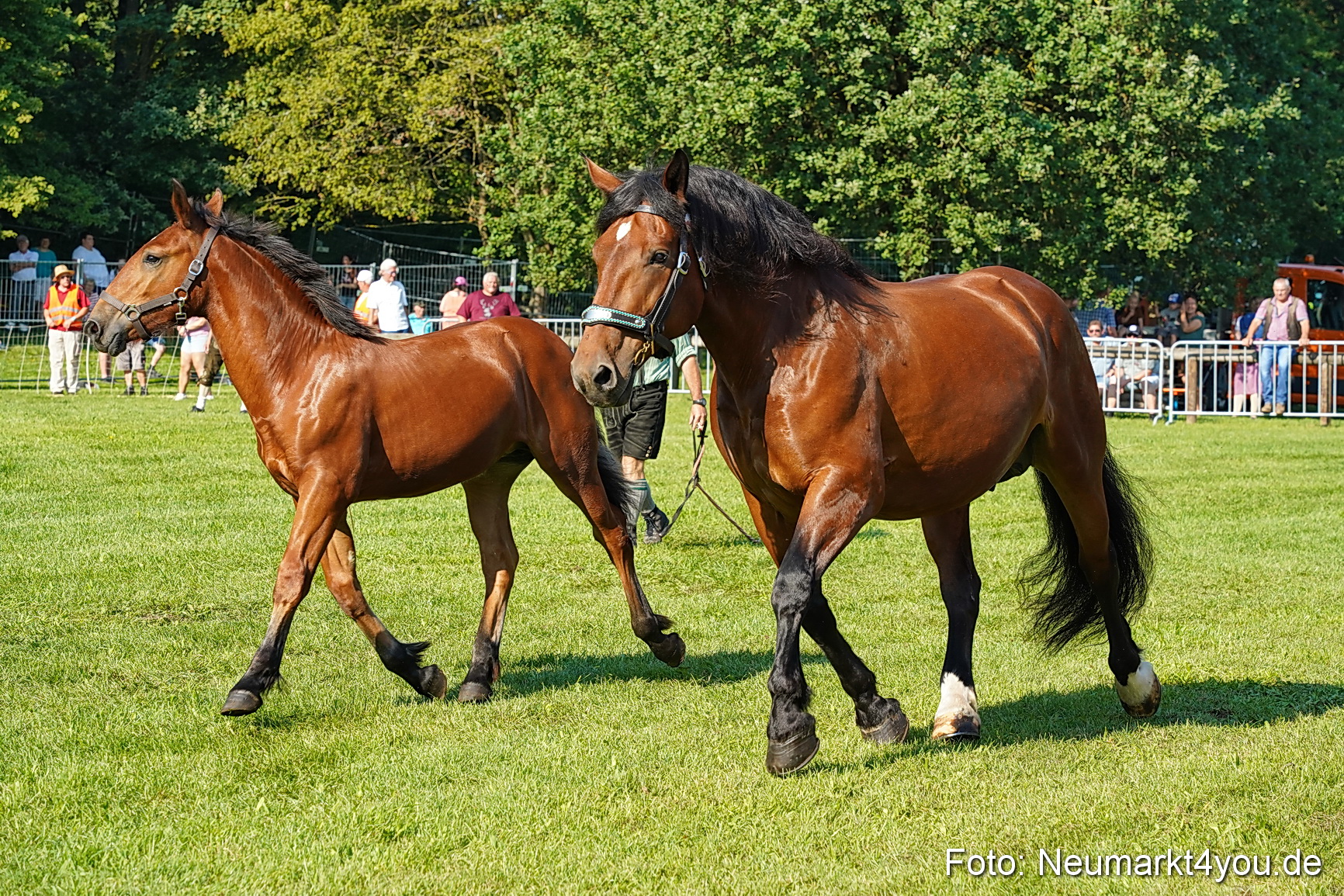 Pferde und Fohlenschau JURA Volksfest 2023 0030