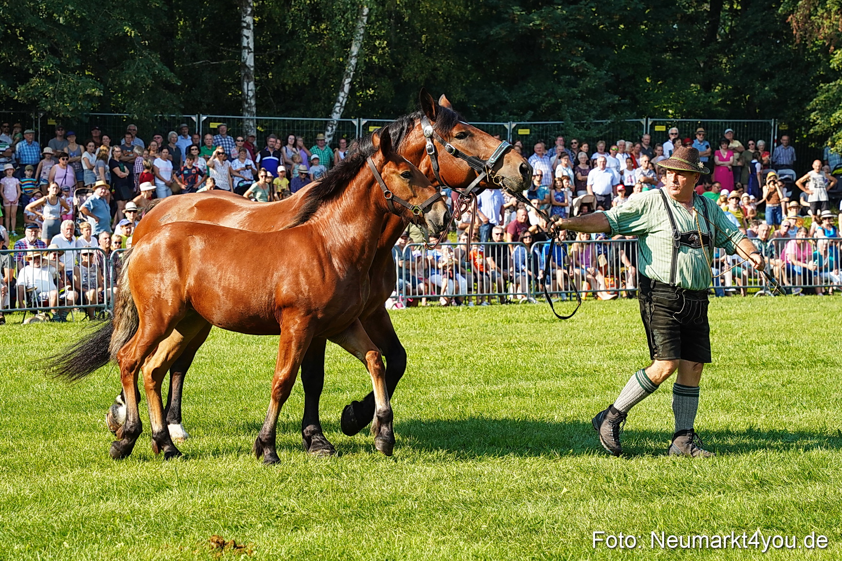 Pferde und Fohlenschau JURA Volksfest 2023 0031